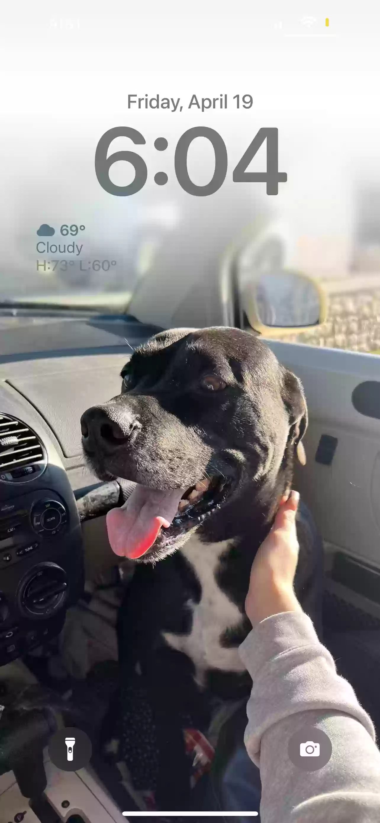 adoptable Dog in Gatesville,TX named Hulk