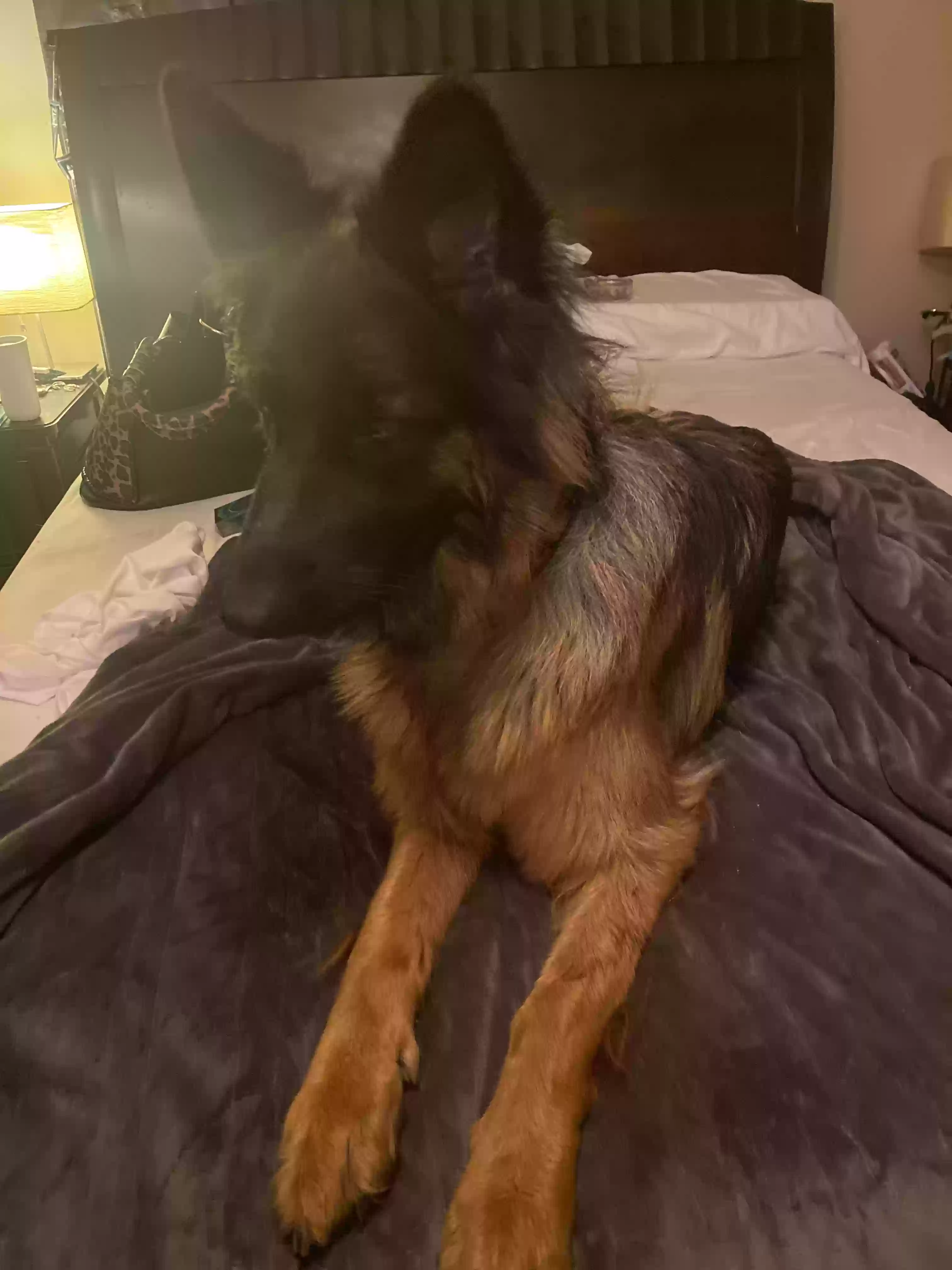 adoptable Dog in Chesapeake,VA named Zuri
