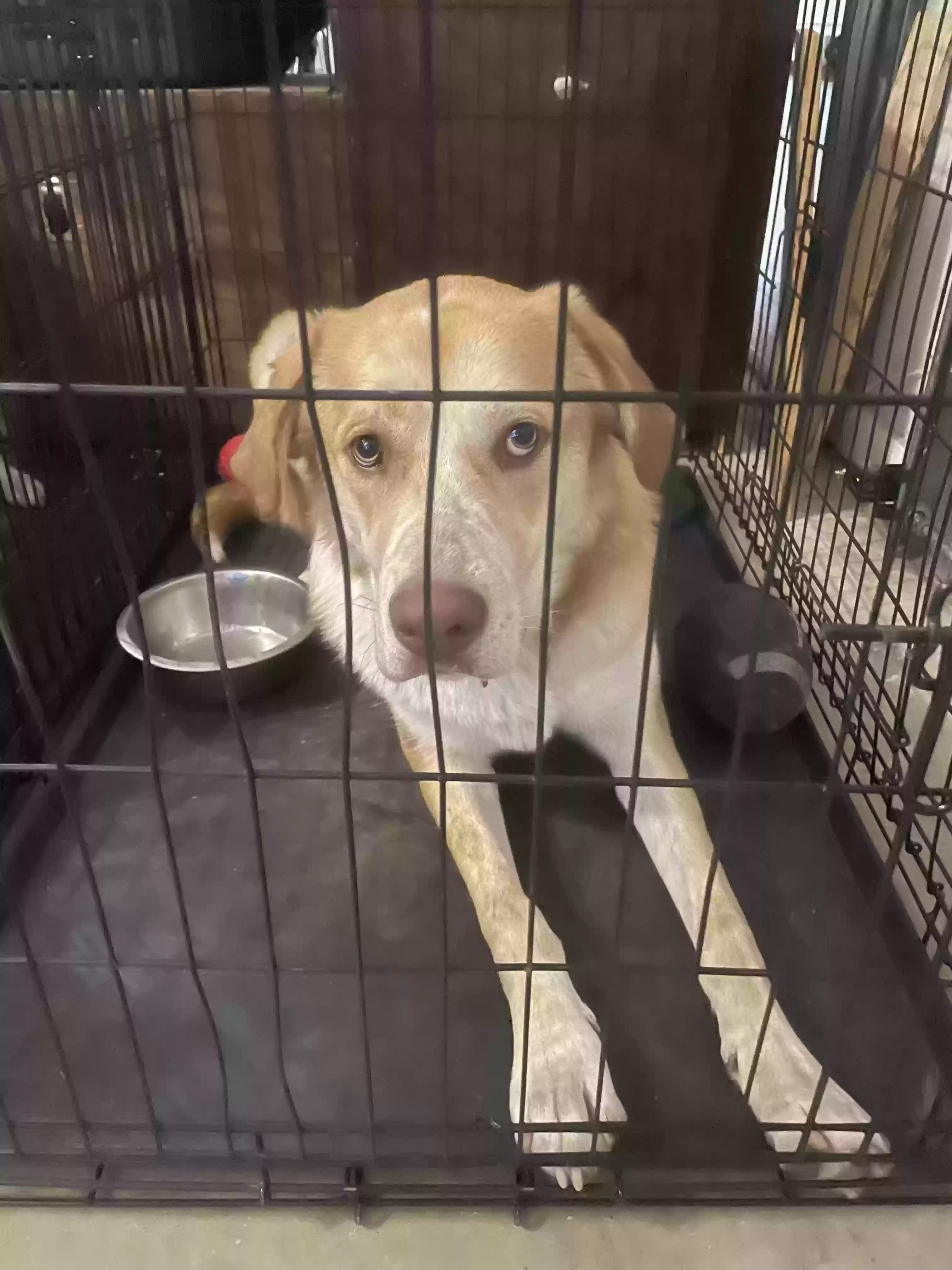 adoptable Dog in Schertz,TX named Thor