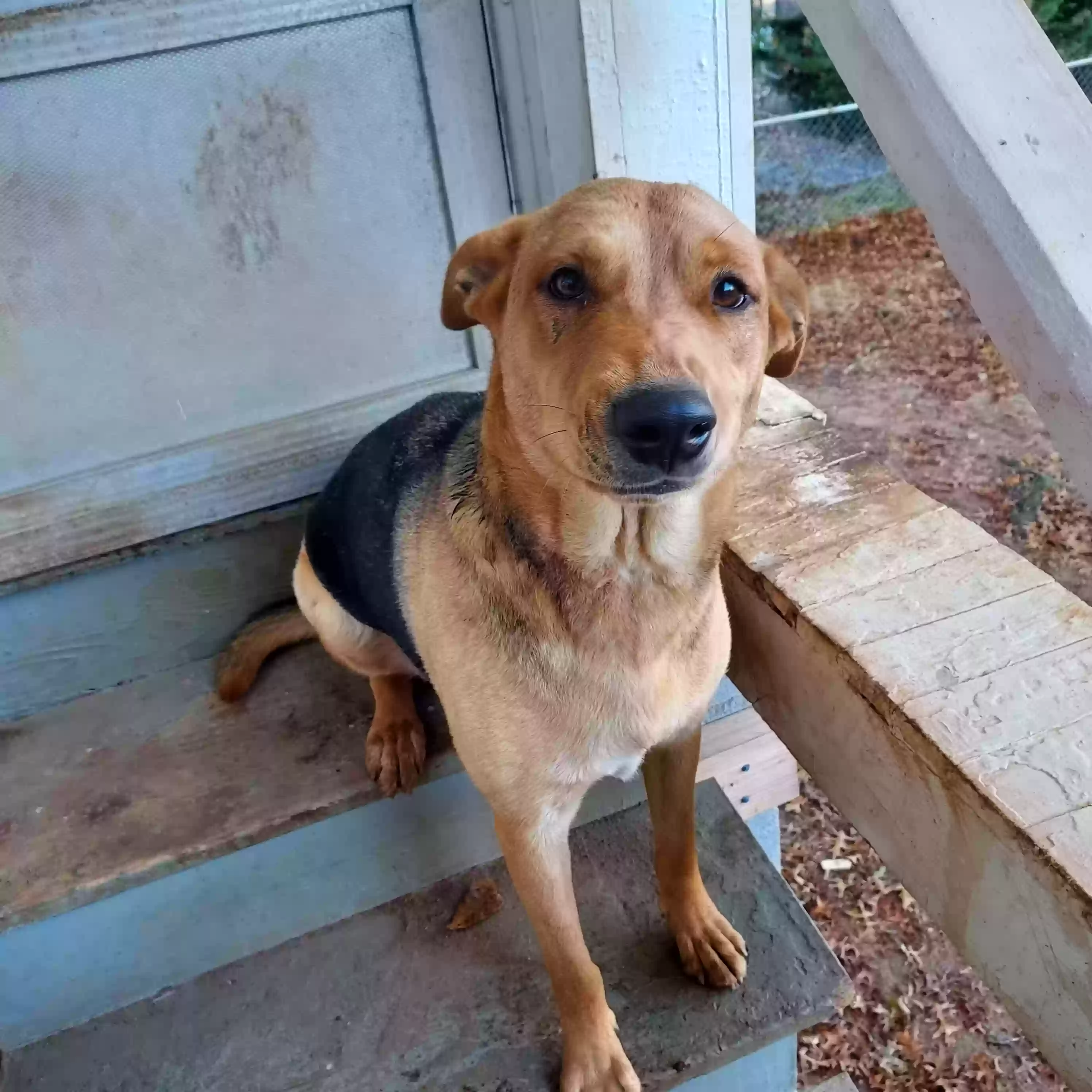 adoptable Dog in Maiden,NC named Solaris