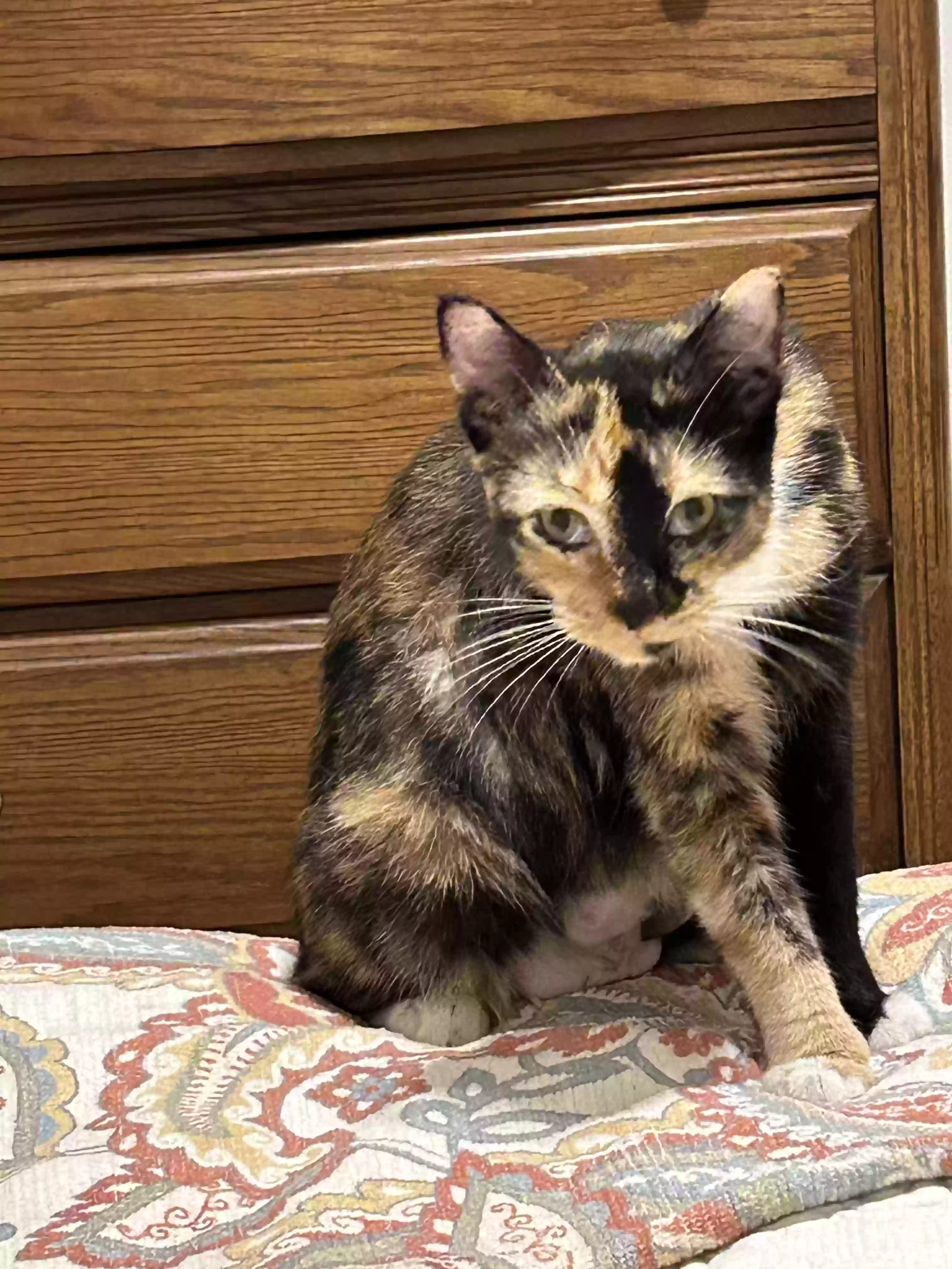 adoptable Cat in Mckinney,TX named Millie