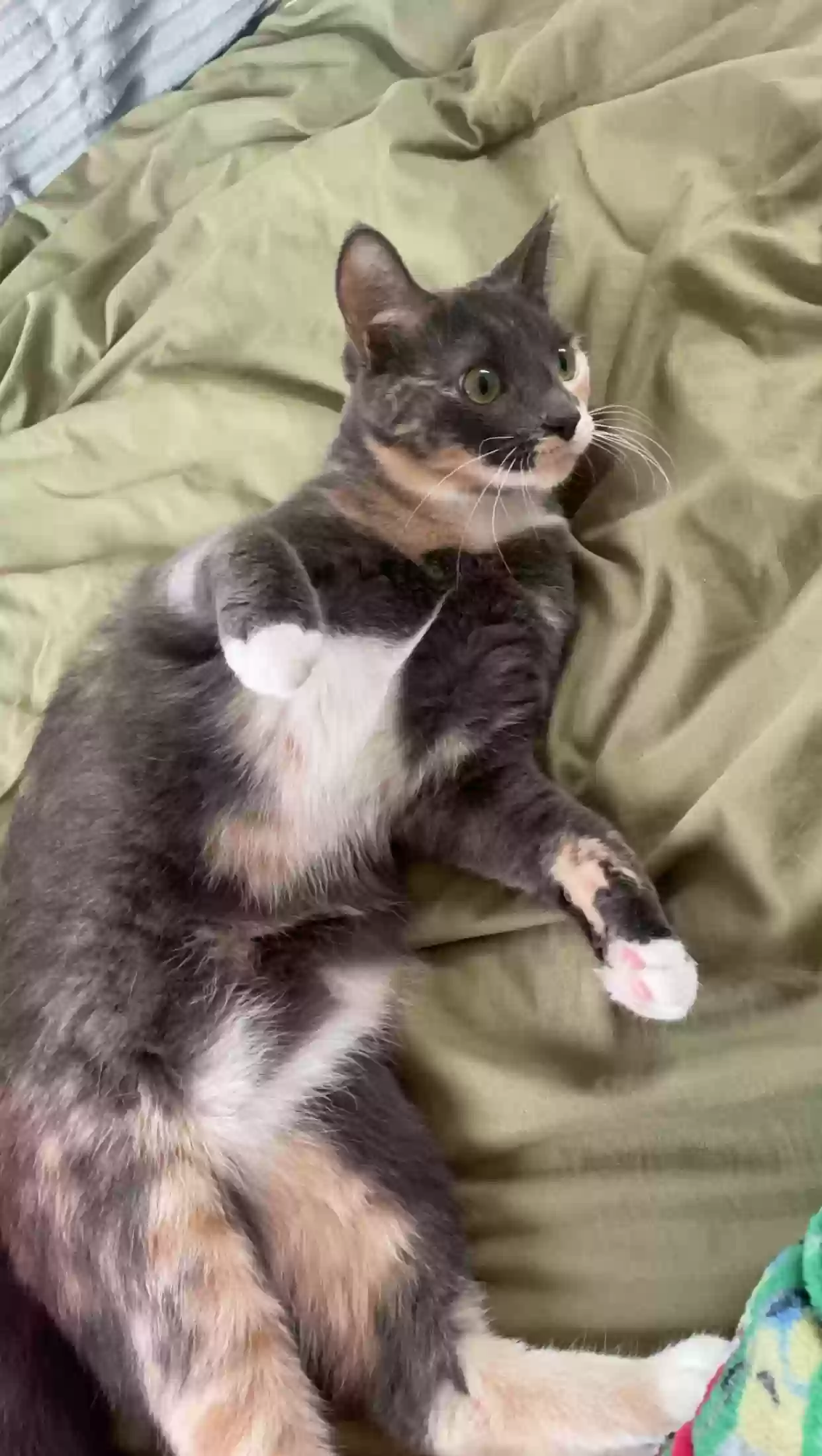 adoptable Cat in Saint Paul,MN named Seatbelt