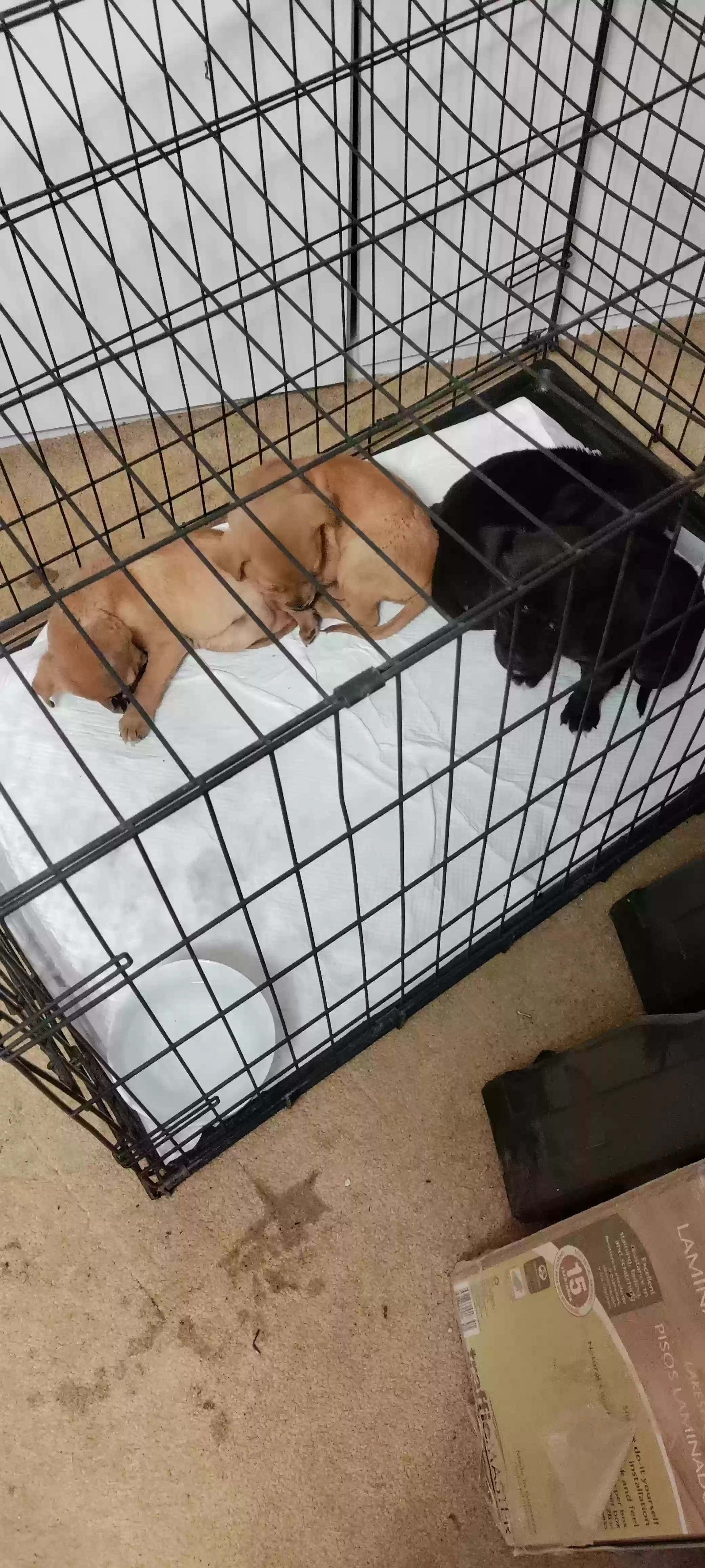 adoptable Dog in Hoschton,GA named Many