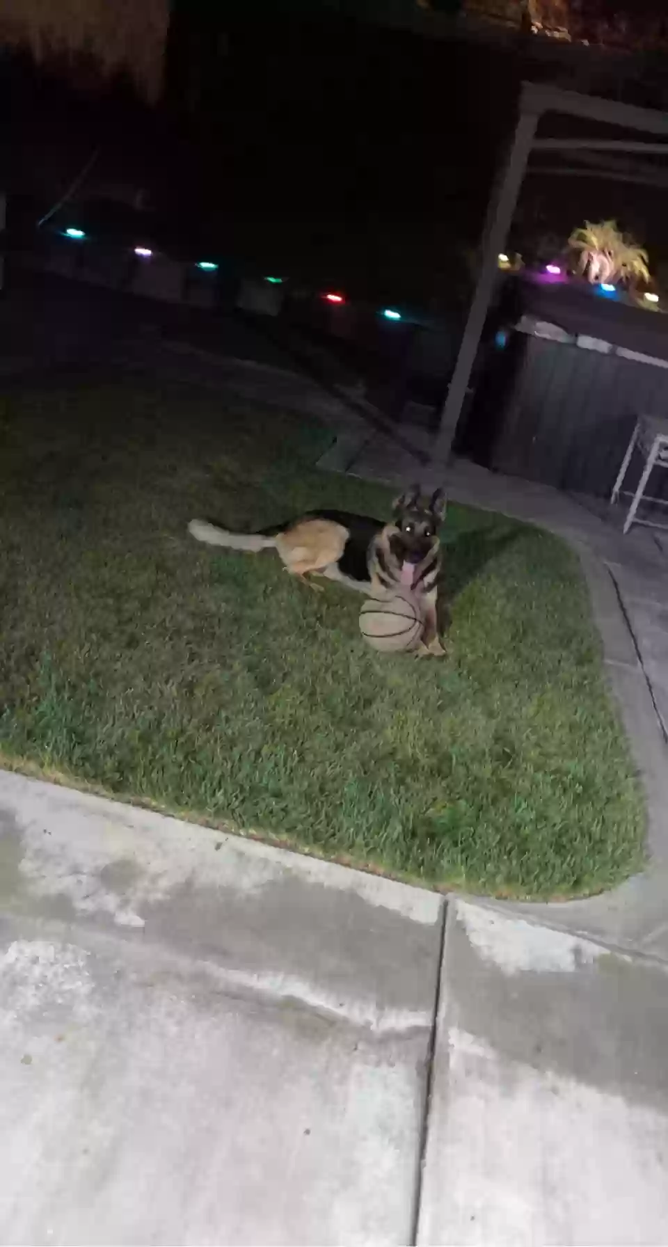 adoptable Dog in Riverside,CA named Duke