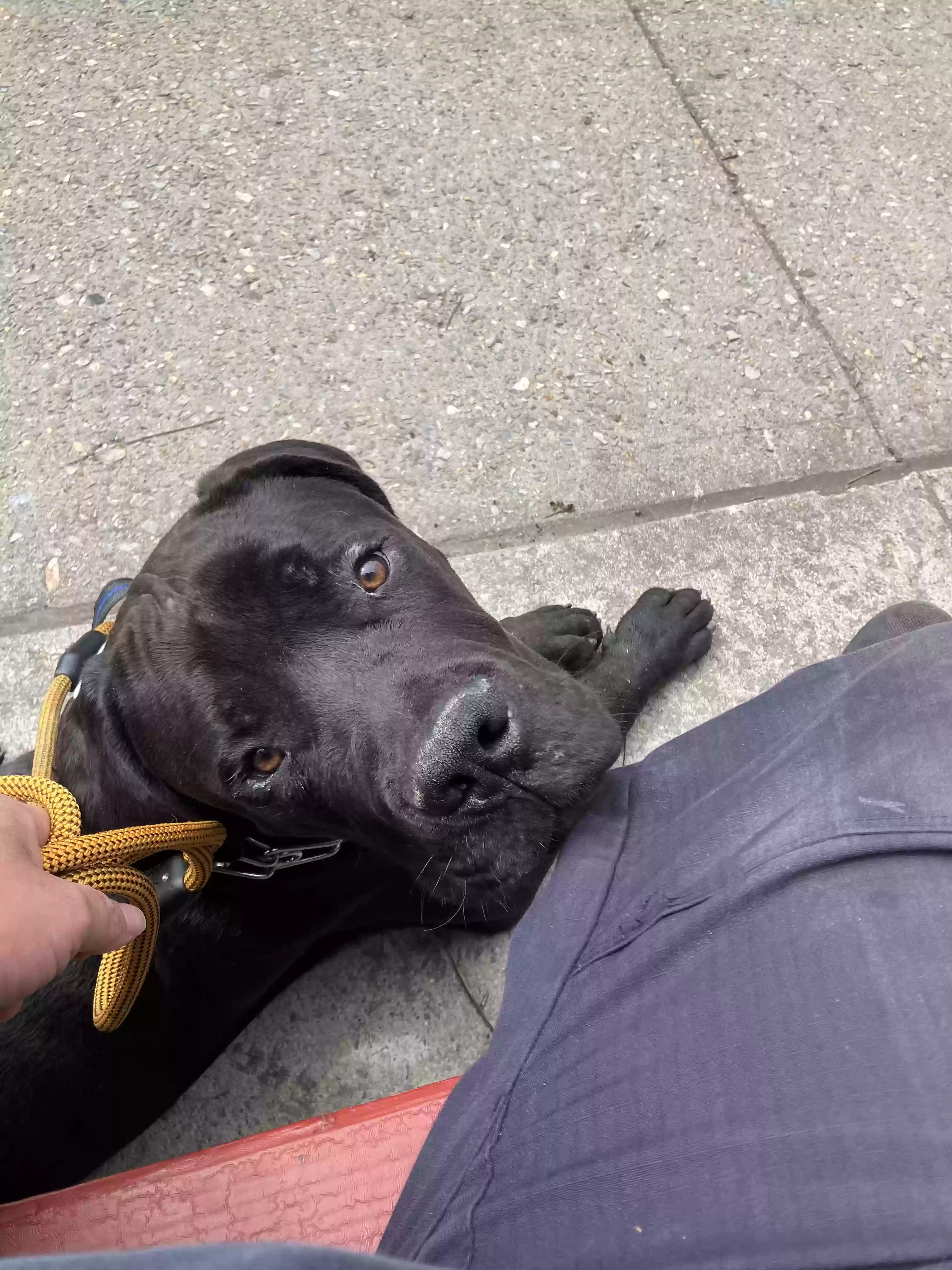 adoptable Dog in Brooklyn,NY named Adamantios