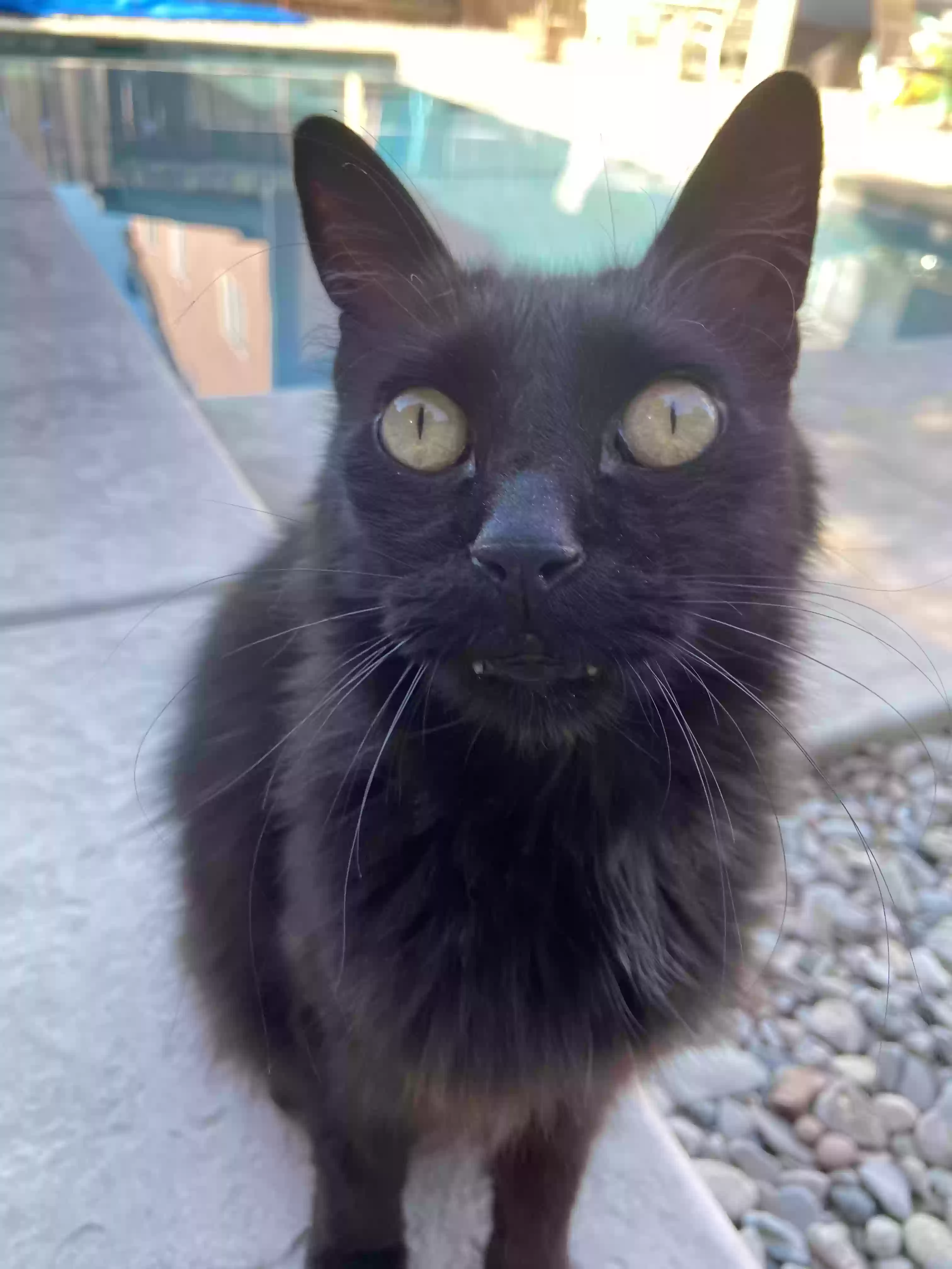 adoptable Cat in Turlock,CA named Koo