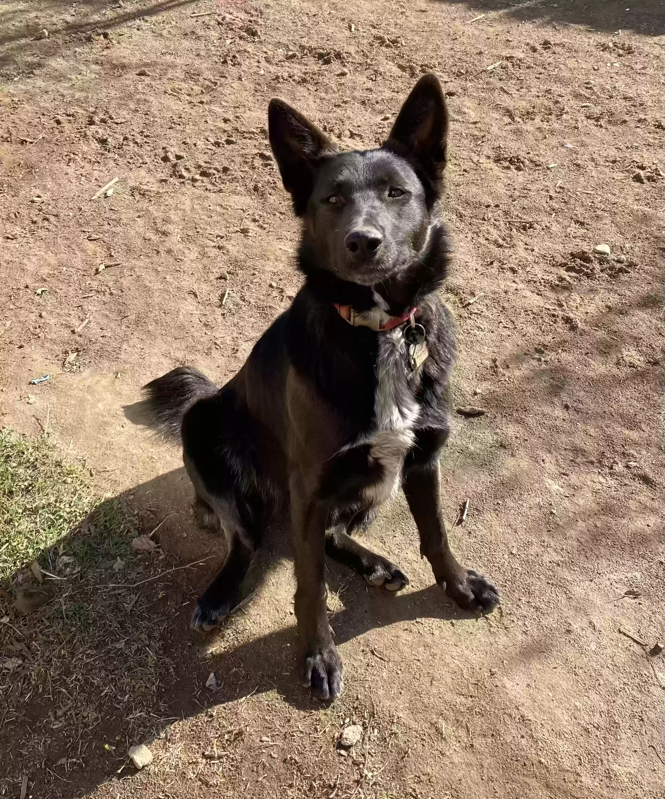 adoptable Dog in Visalia,CA named Bella