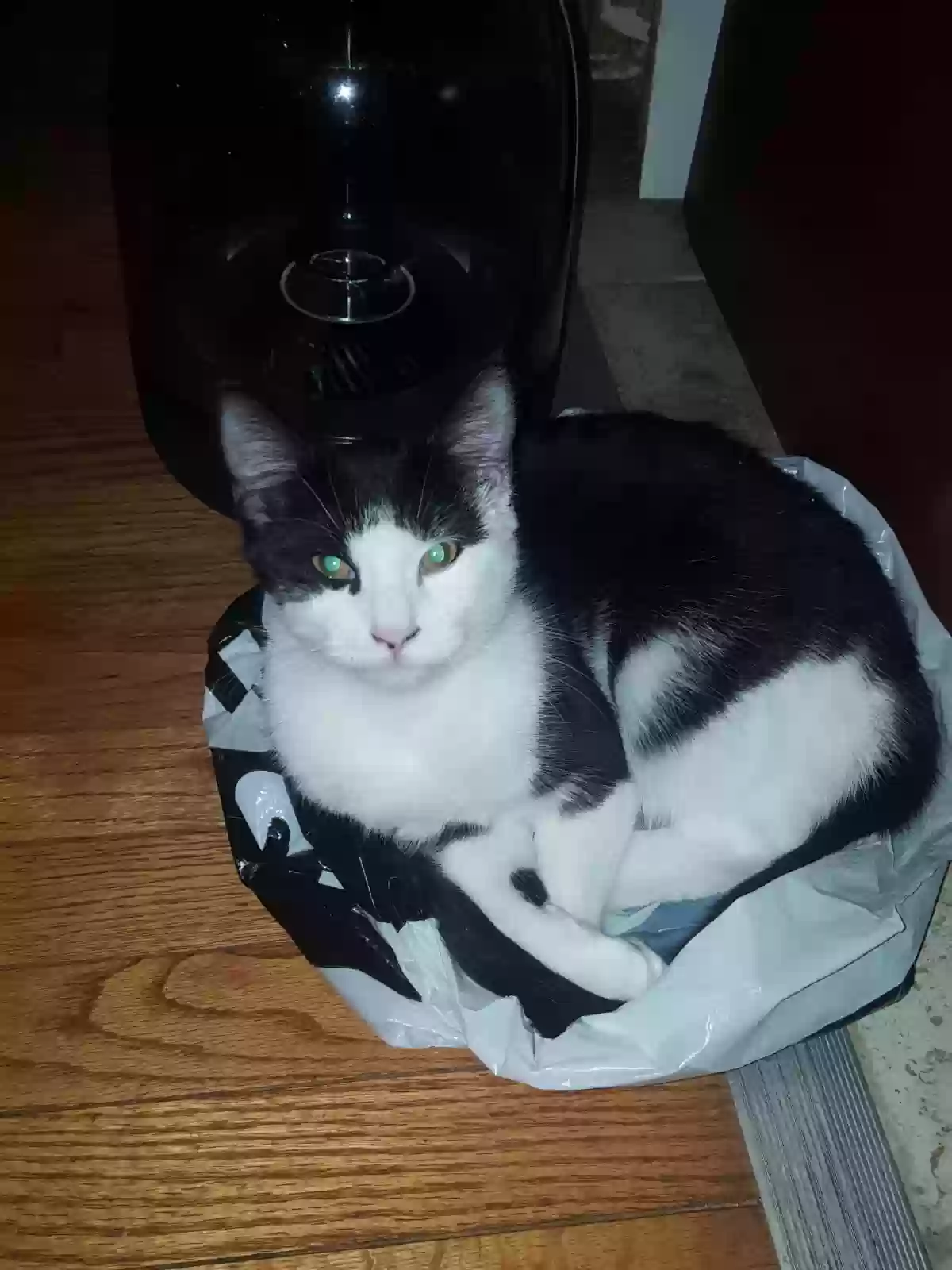 adoptable Cat in Brockton,MA named Minou