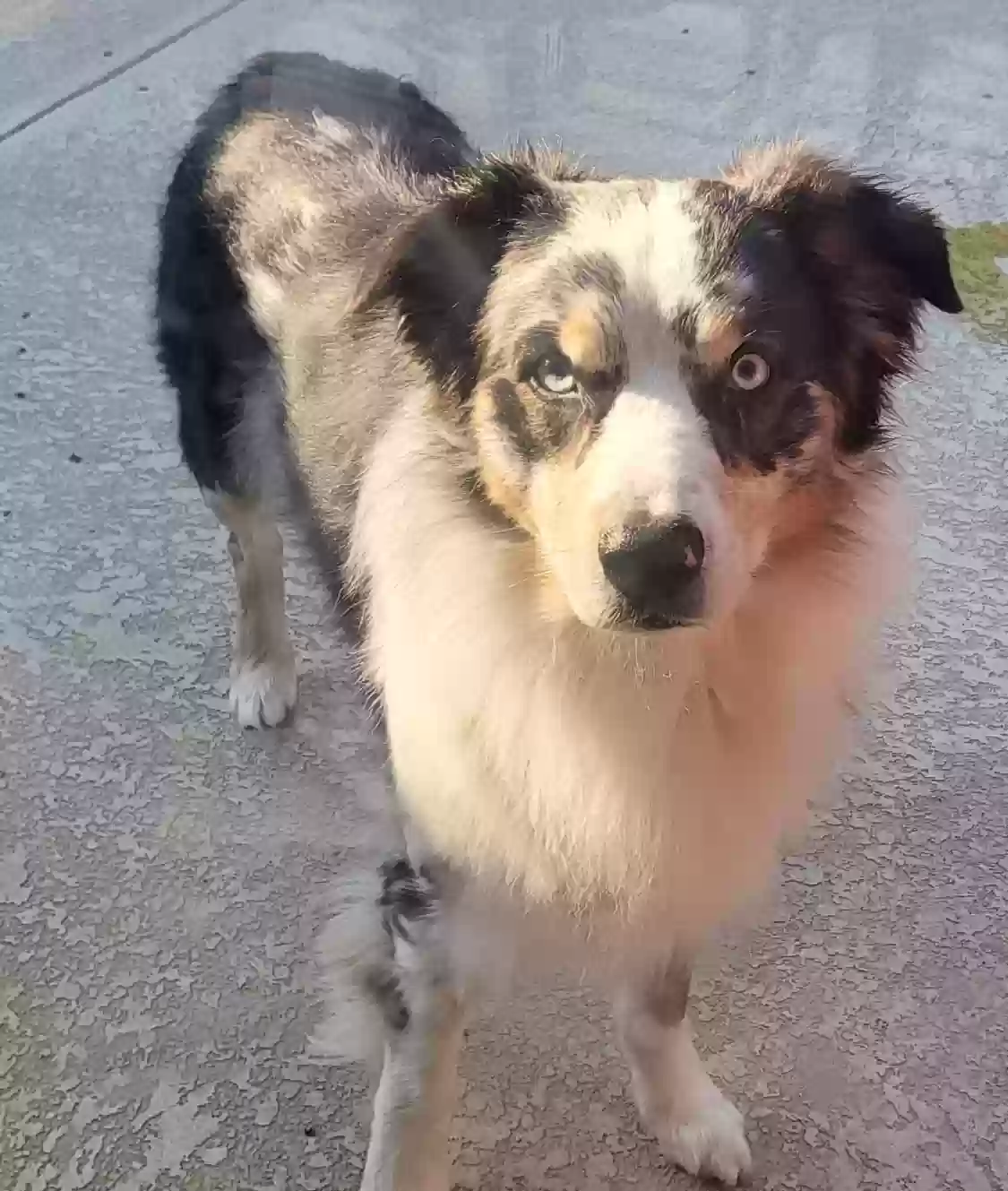 adoptable Dog in Flower Mound,TX named 
