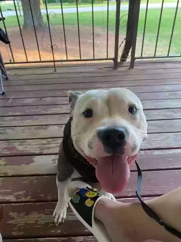 adoptable Dog in Somerset,KY named Blanko