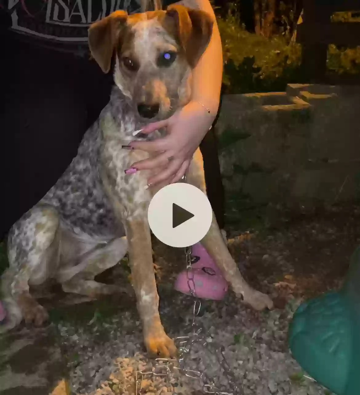 adoptable Dog in Woodbury,TN named Clover