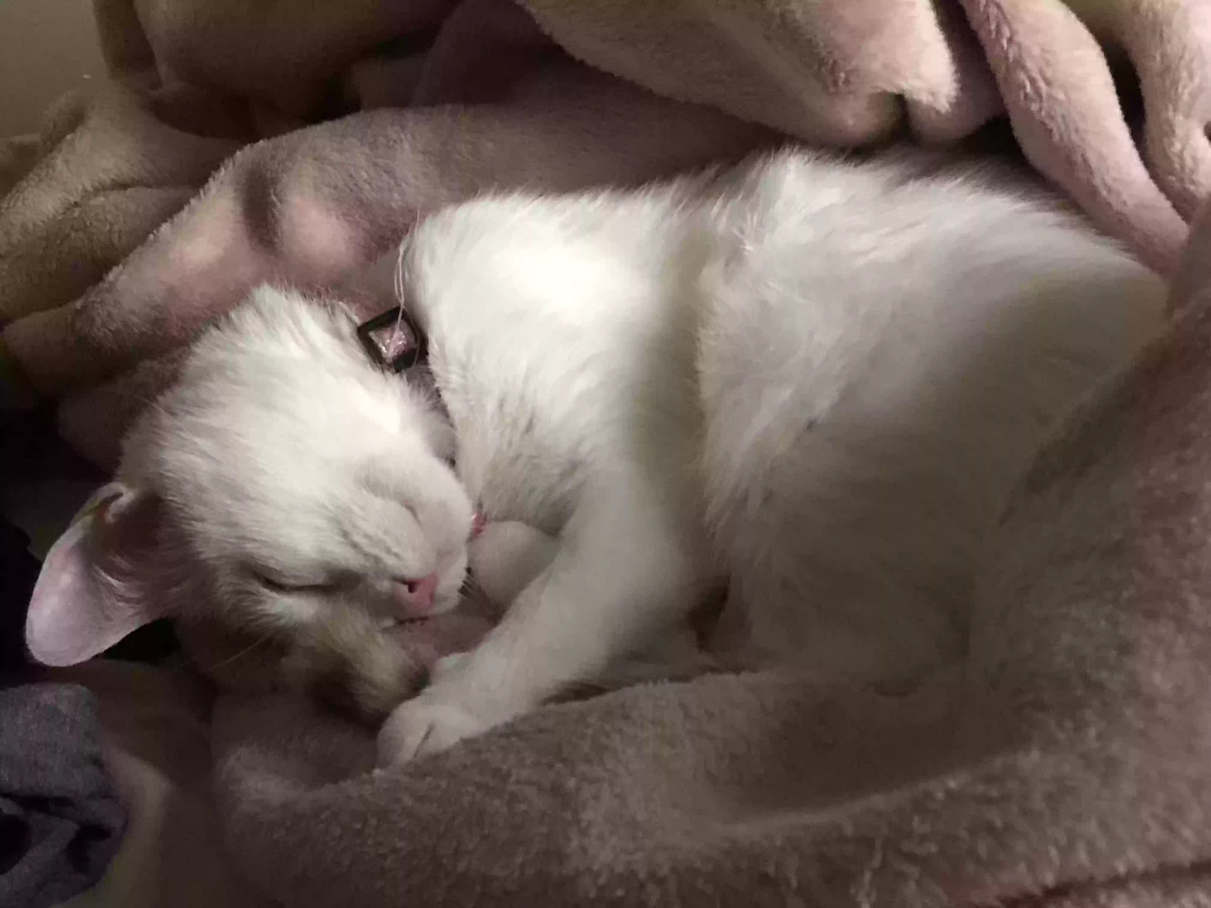 adoptable Cat in Cicero,IL named Luna