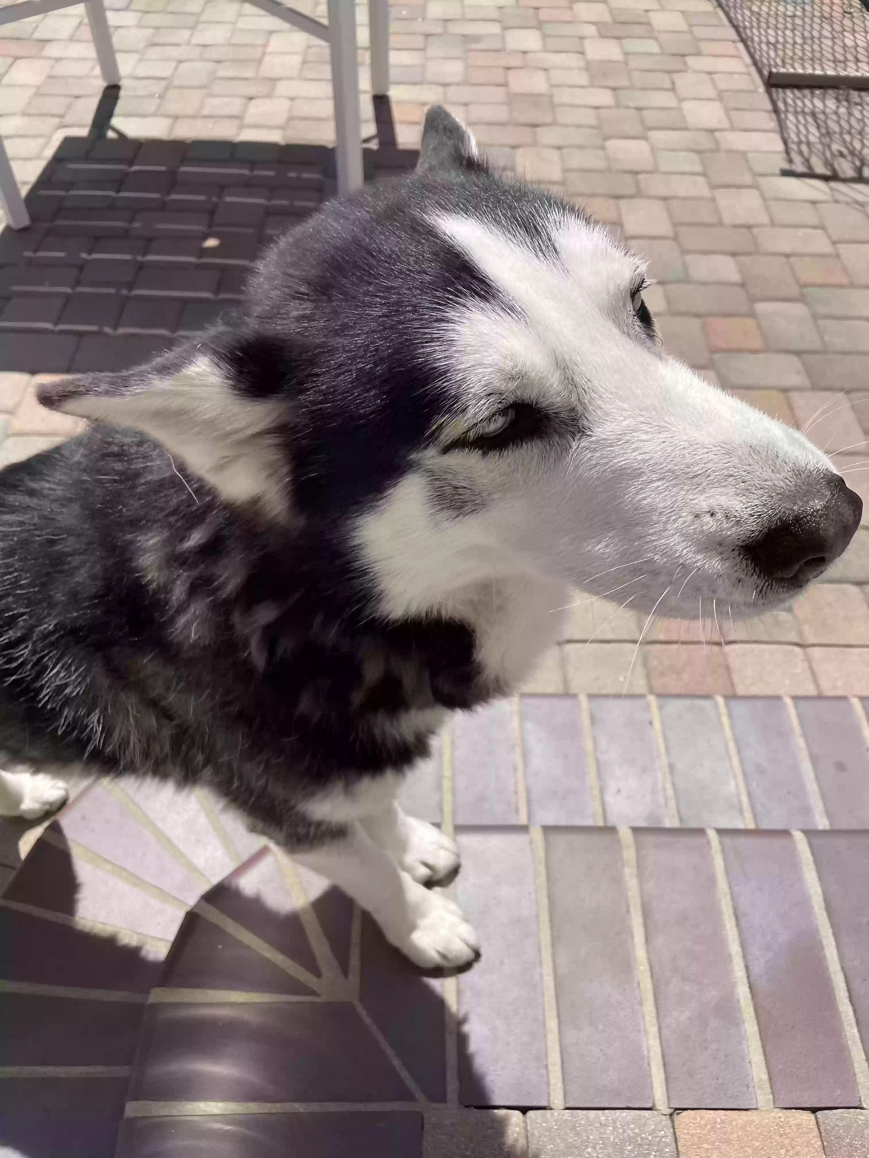adoptable Dog in San Fernando,CA named Bruce