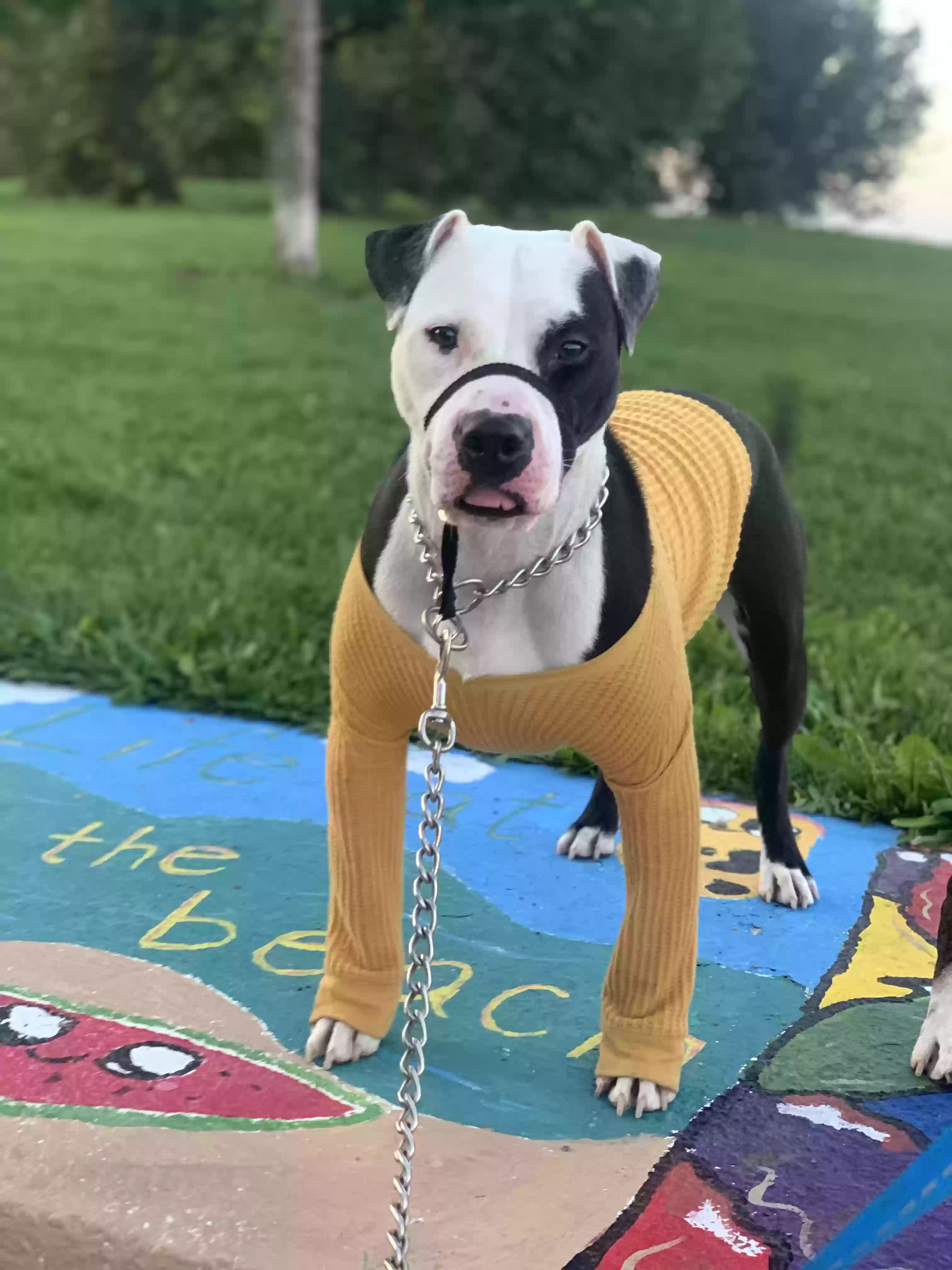 adoptable Dog in Chicago,IL named Bailey