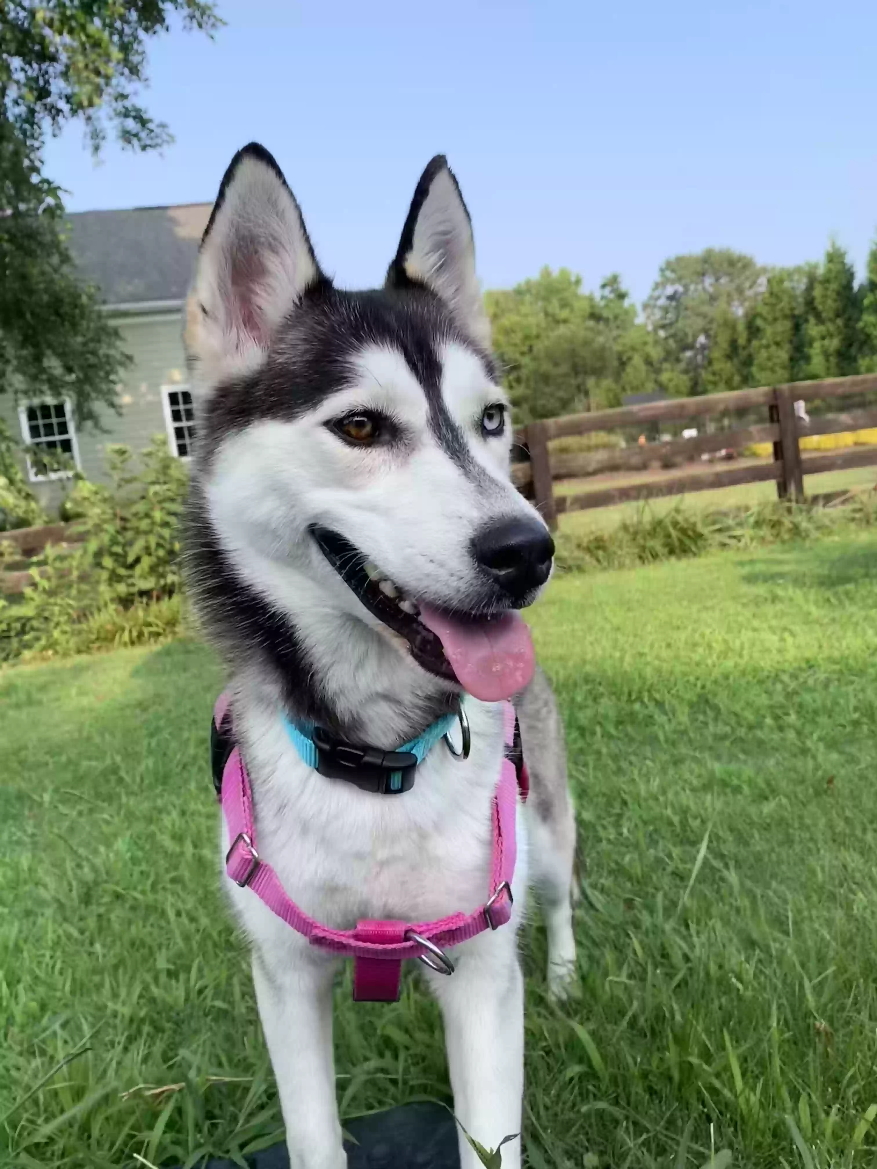 adoptable Dog in Canton,GA named Dahlia