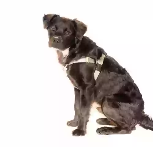 adoptable Dog in Houston,TX named Choco