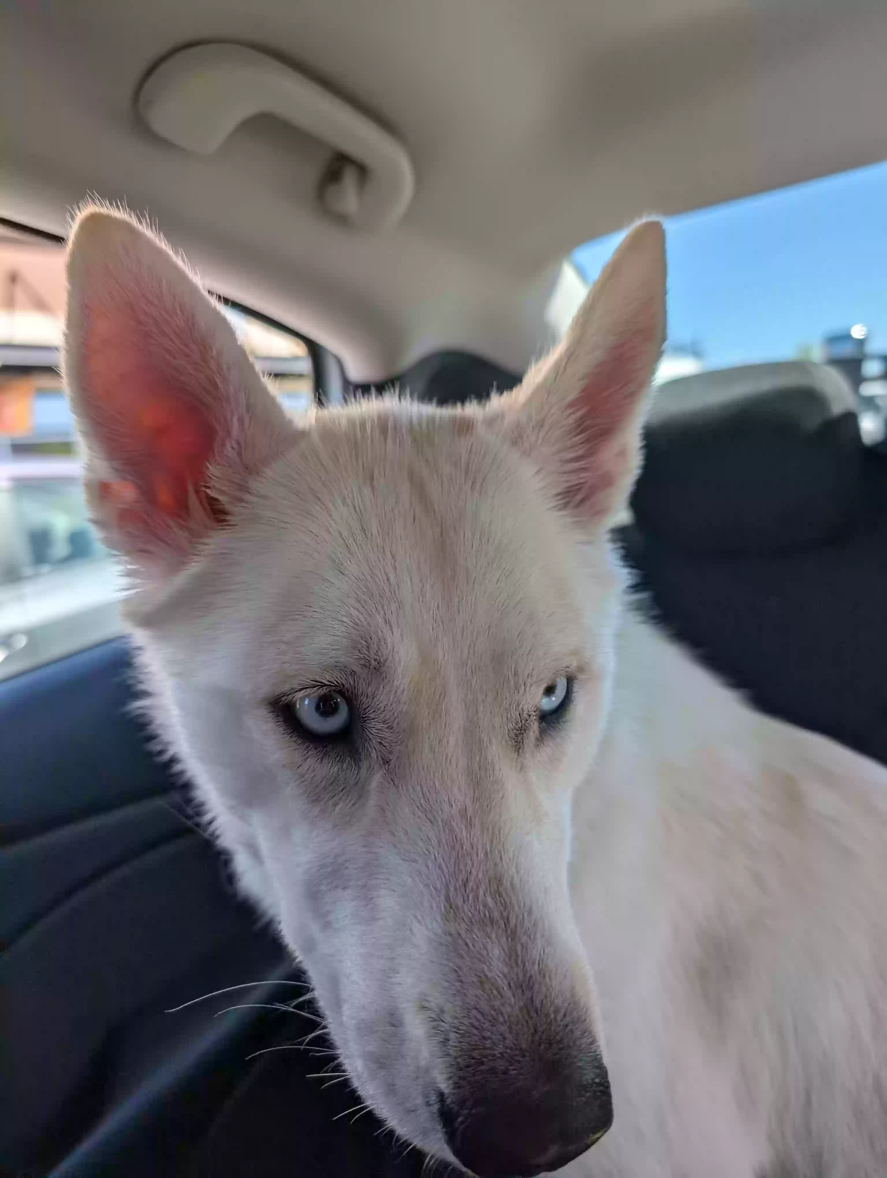 adoptable Dog in Olympia,WA named Luna