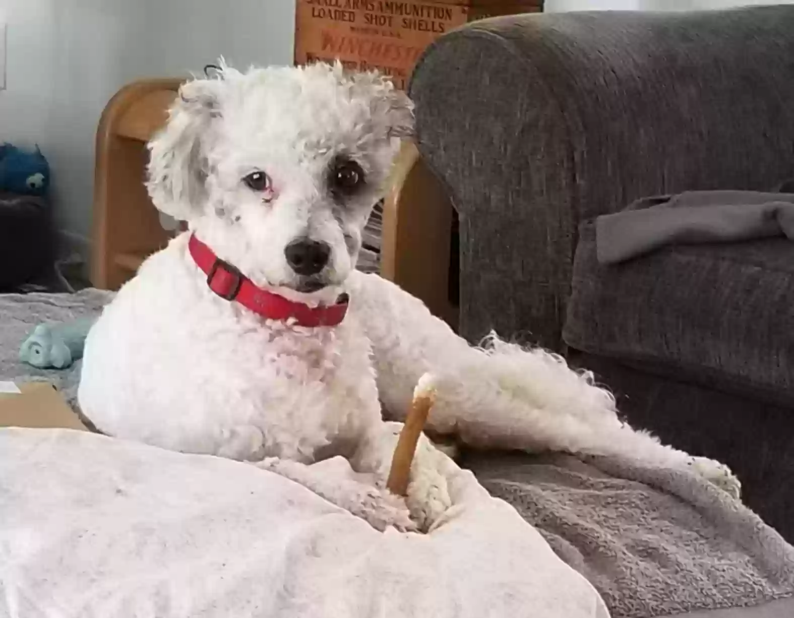adoptable Dog in Live Oak,FL named Suki