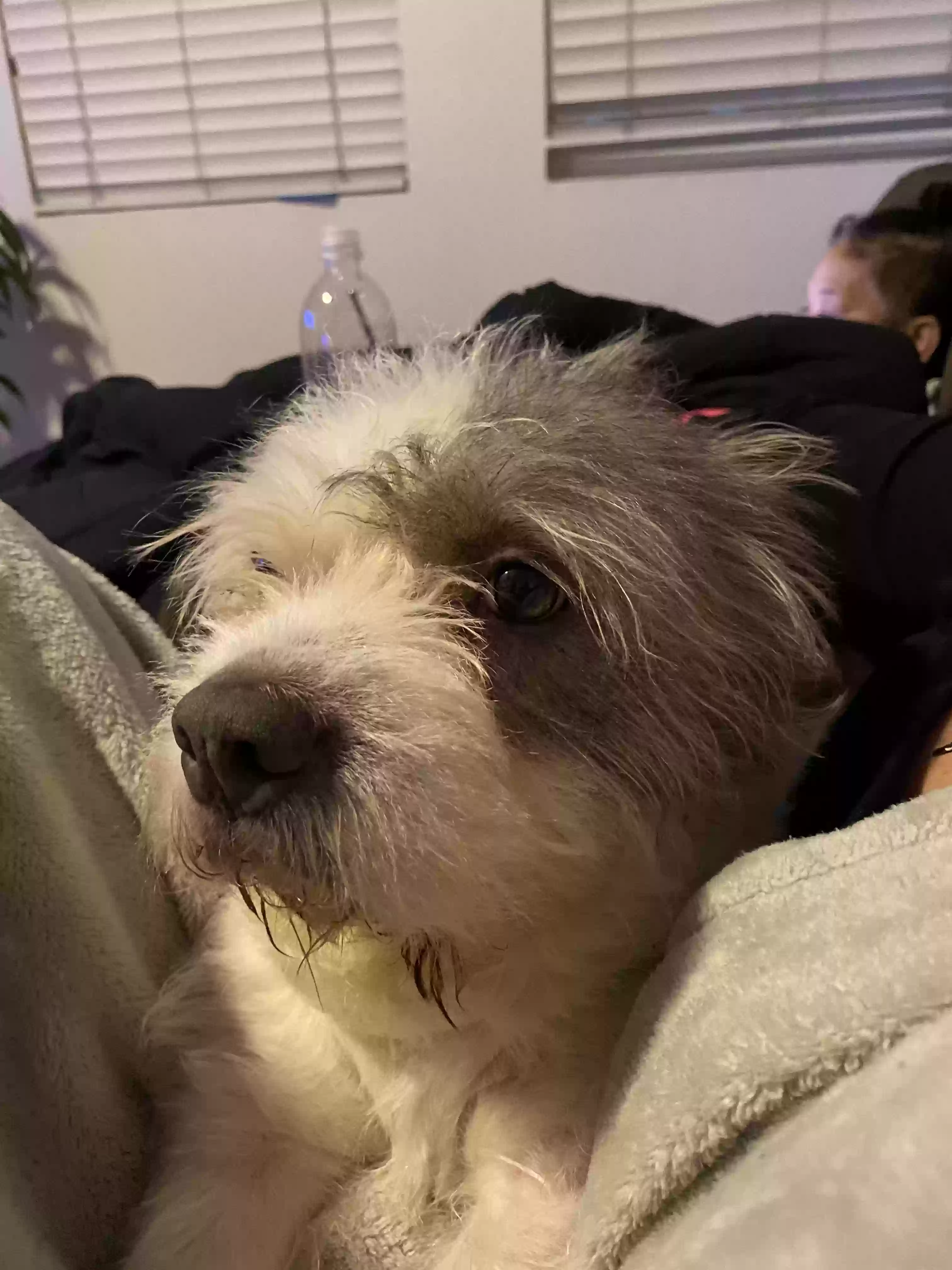 adoptable Dog in Ontario,CA named Kiara