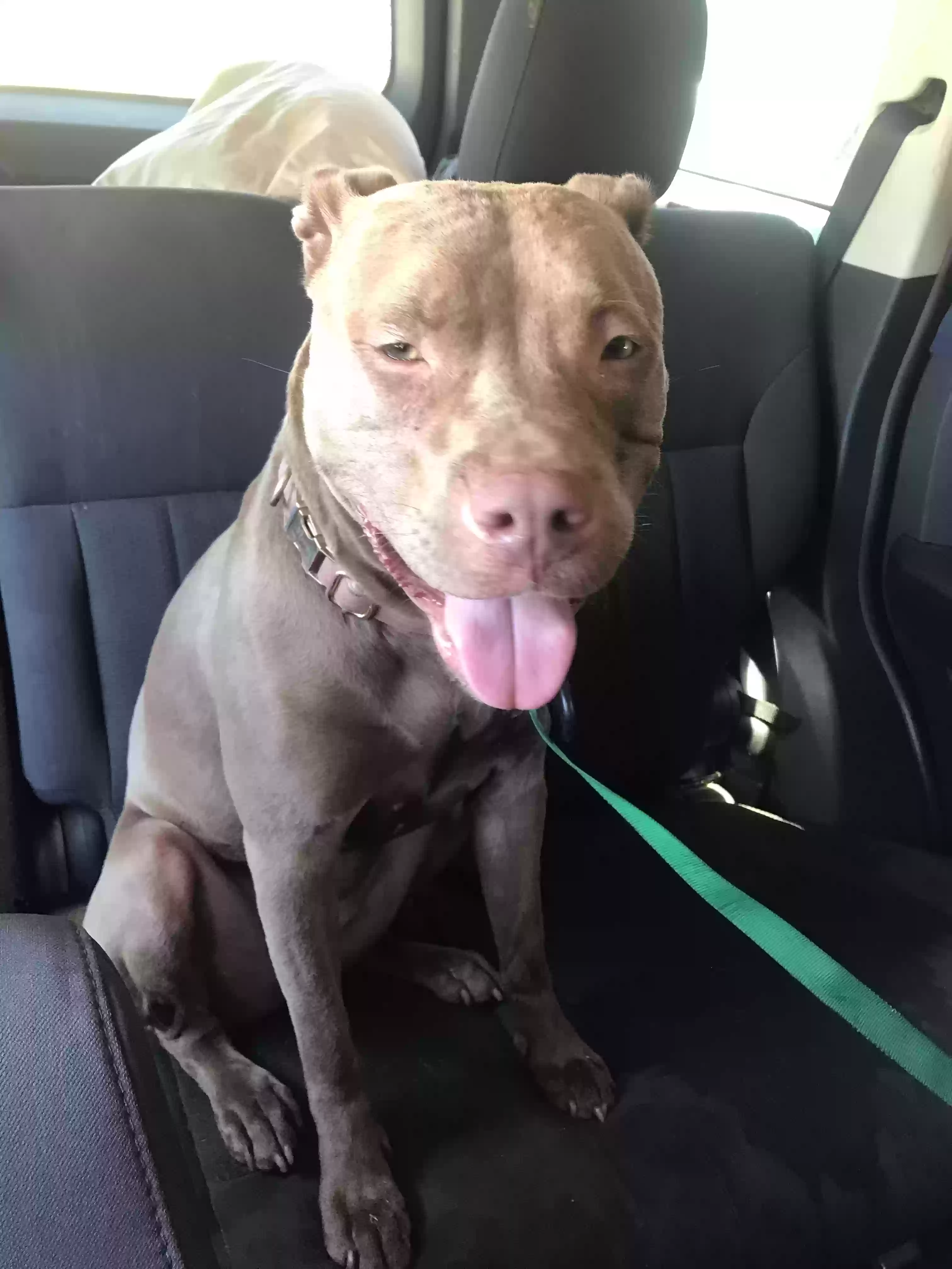 adoptable Dog in Phoenix,AZ named Nova