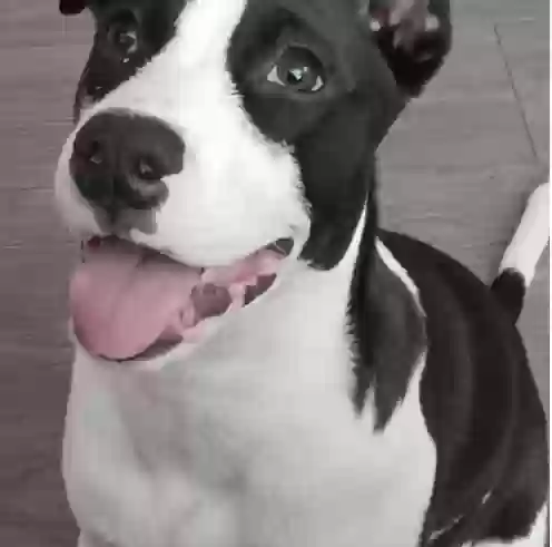 adoptable Dog in Santa Rosa,CA named 