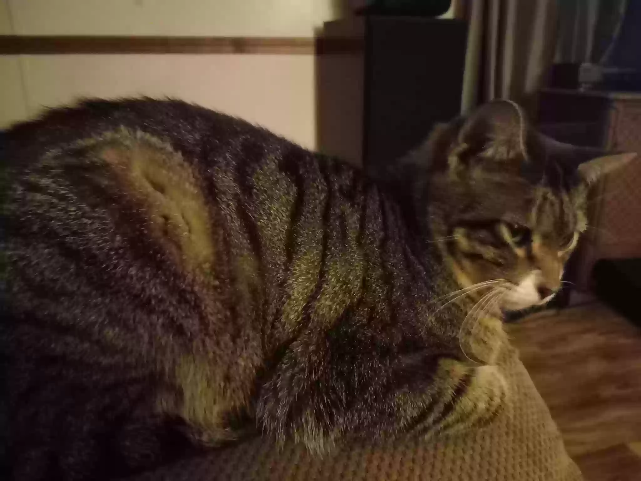 adoptable Cat in Jonesburg,MO named Felix