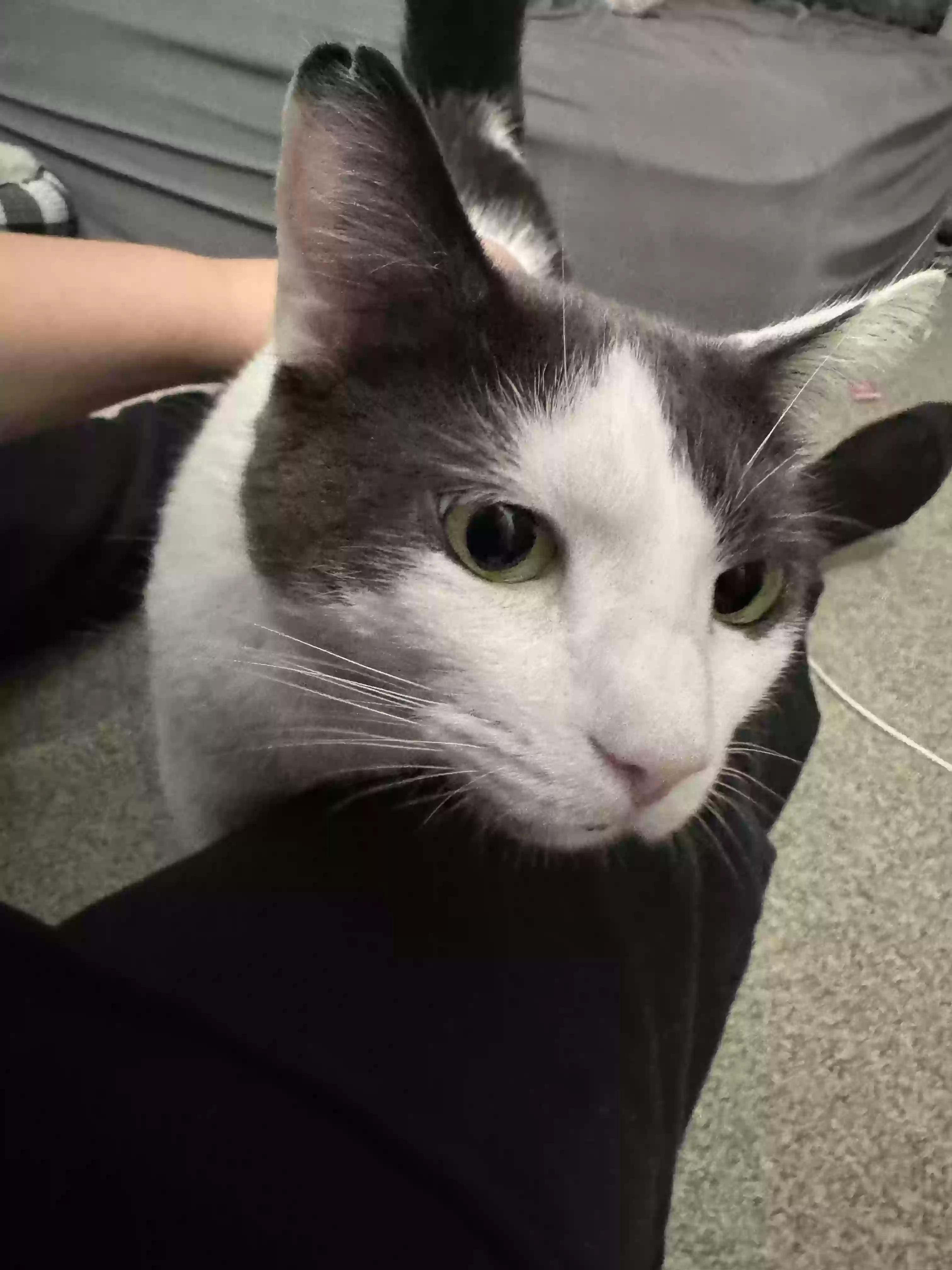 adoptable Cat in Oswego,NY named Crash