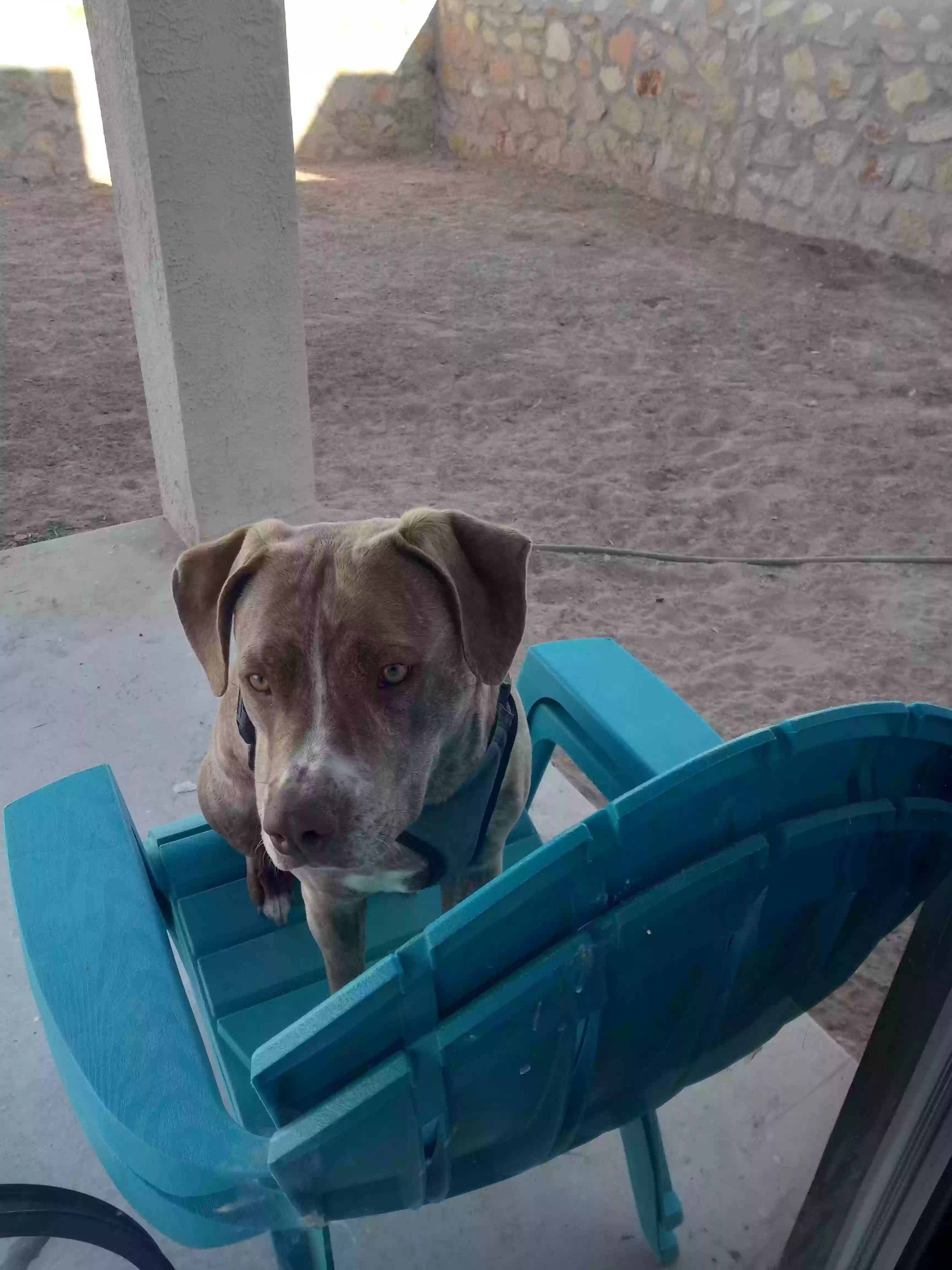 adoptable Dog in El Paso,TX named Tobi