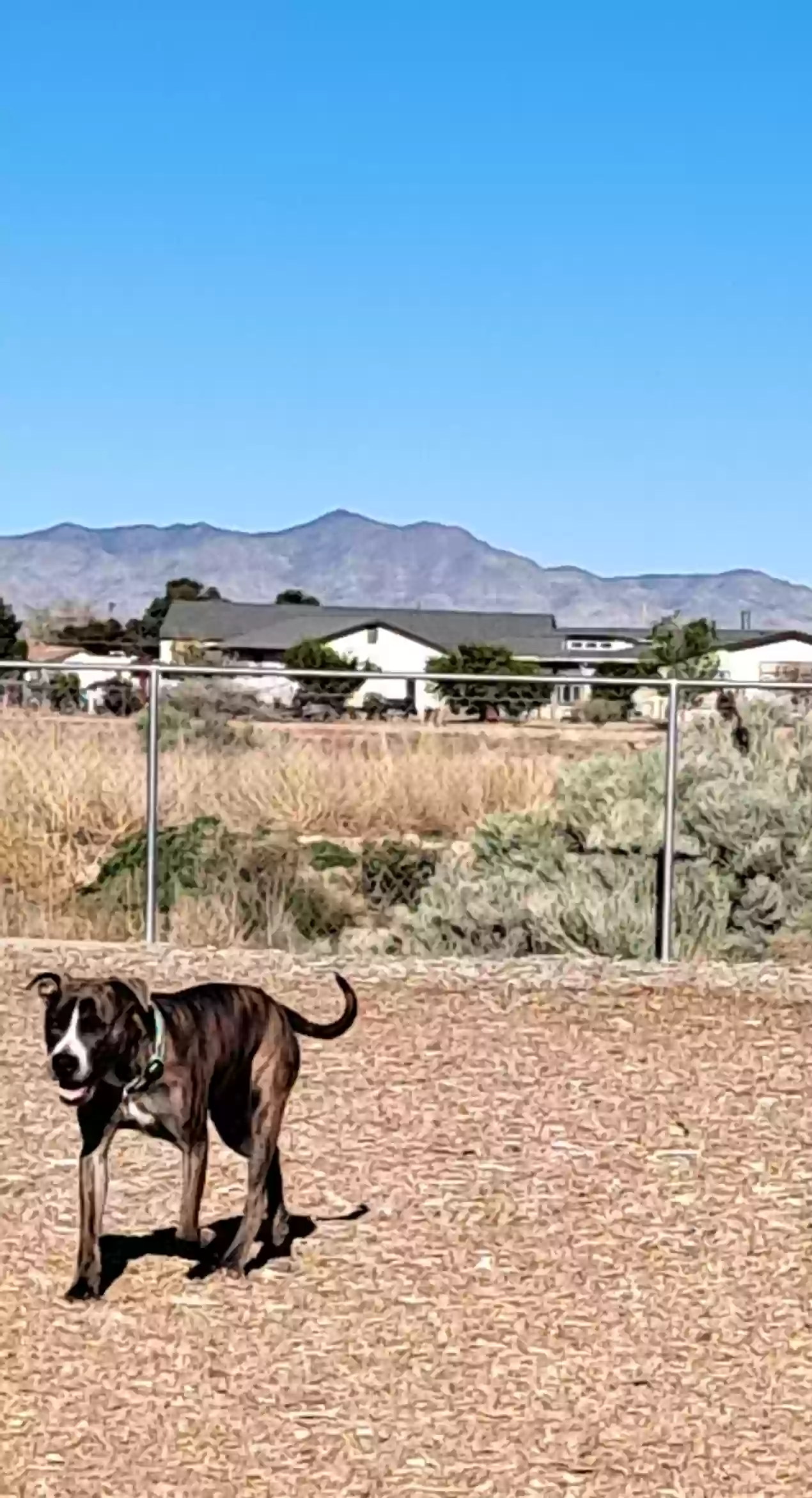 adoptable Dog in Kingman,AZ named 