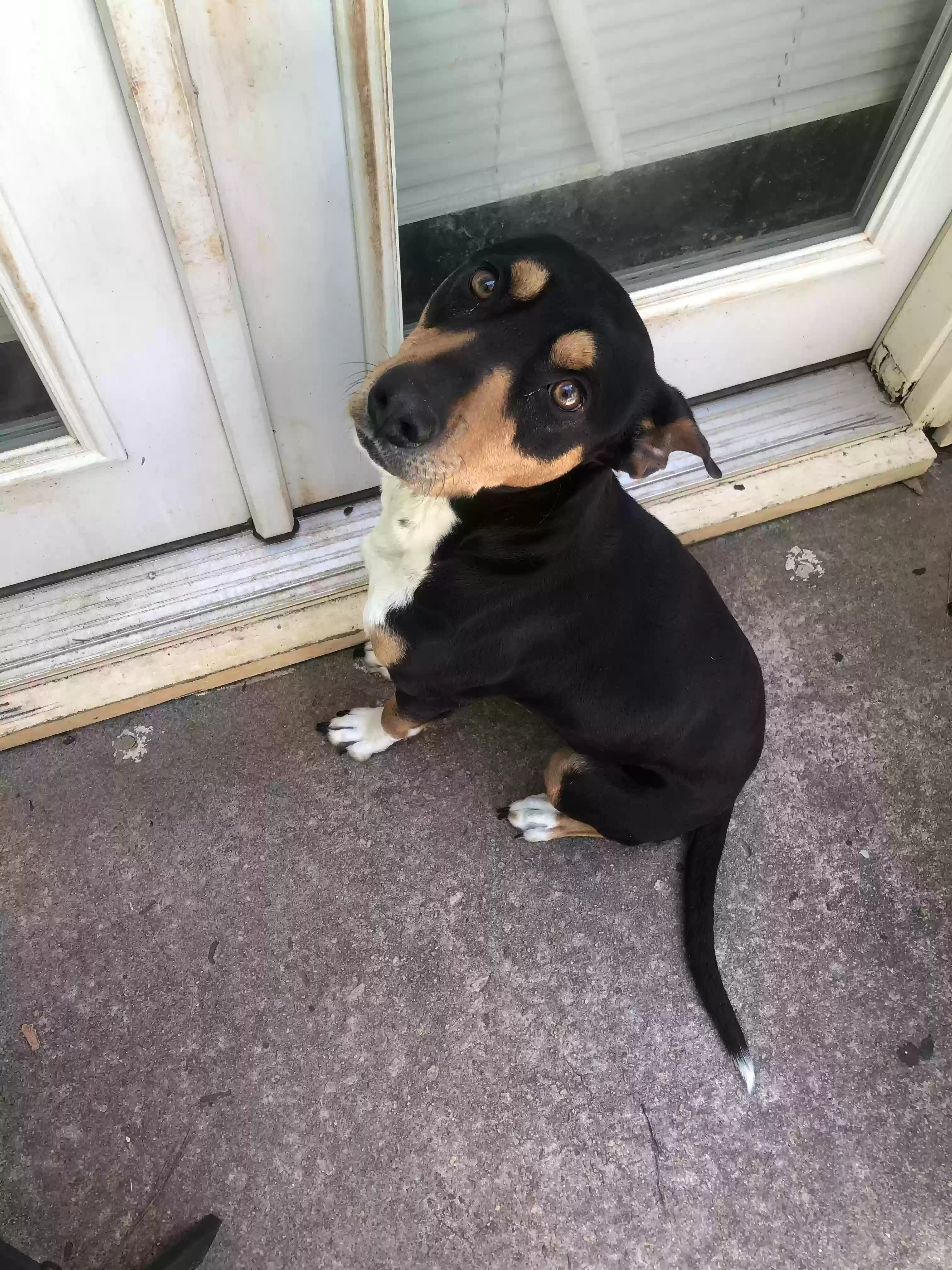 adoptable Dog in Atlanta,GA named Gizmo