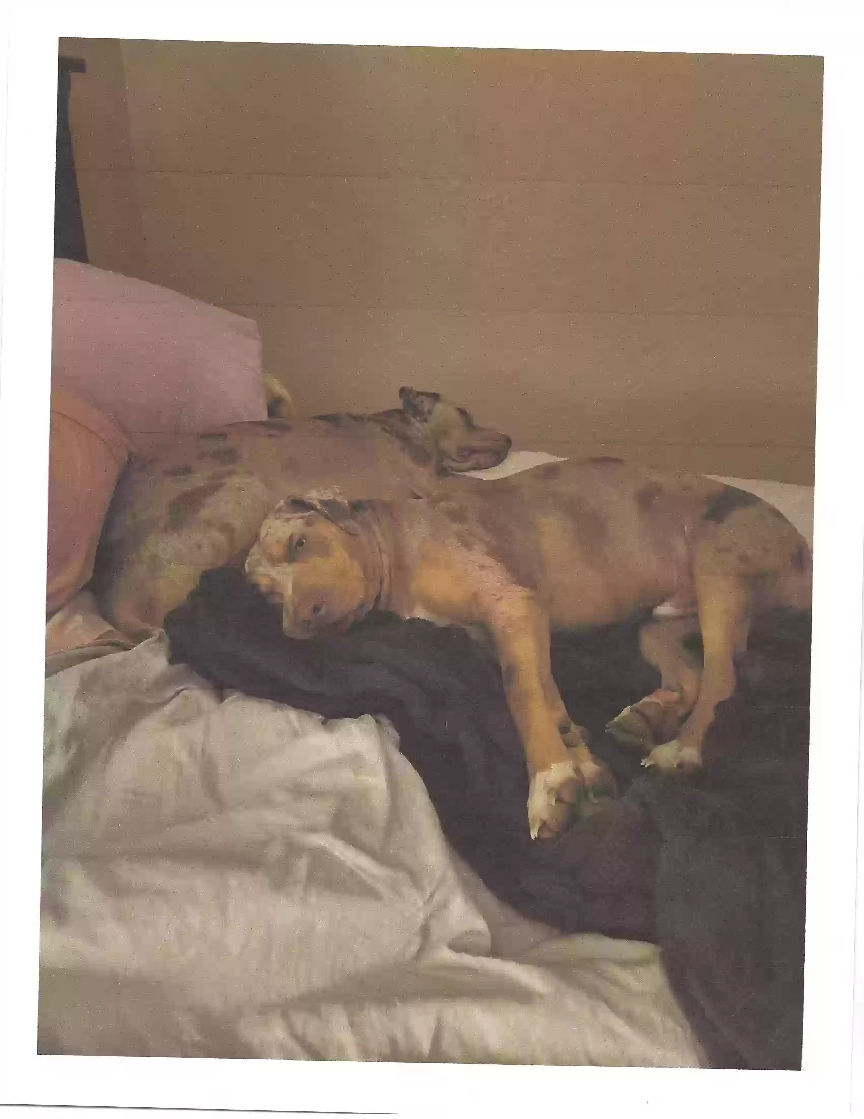 adoptable Dog in Troy,TX named Zena