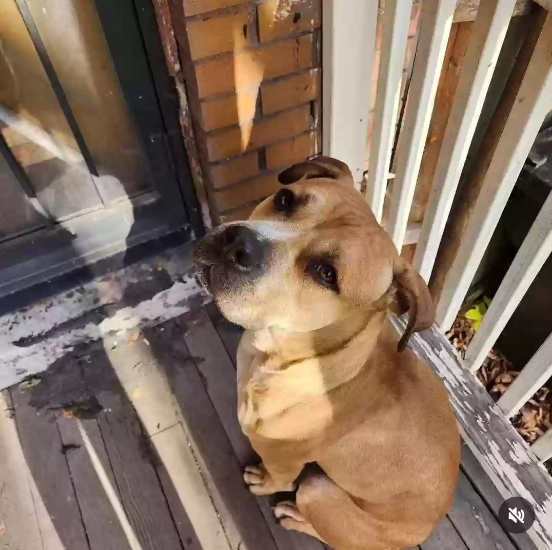 adoptable Dog in Detroit,MI named Houdini