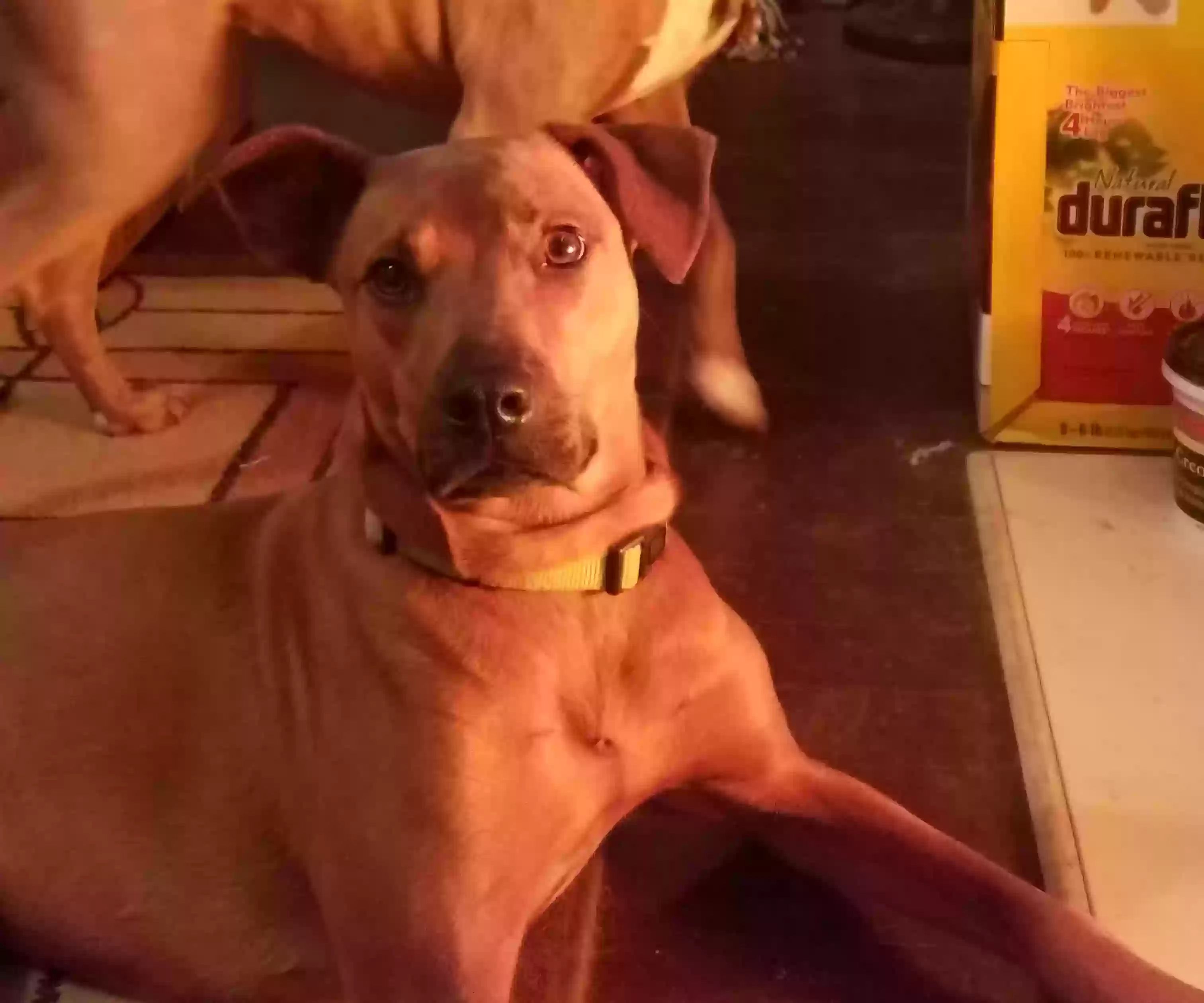 adoptable Dog in Norcross,GA named Apollo
