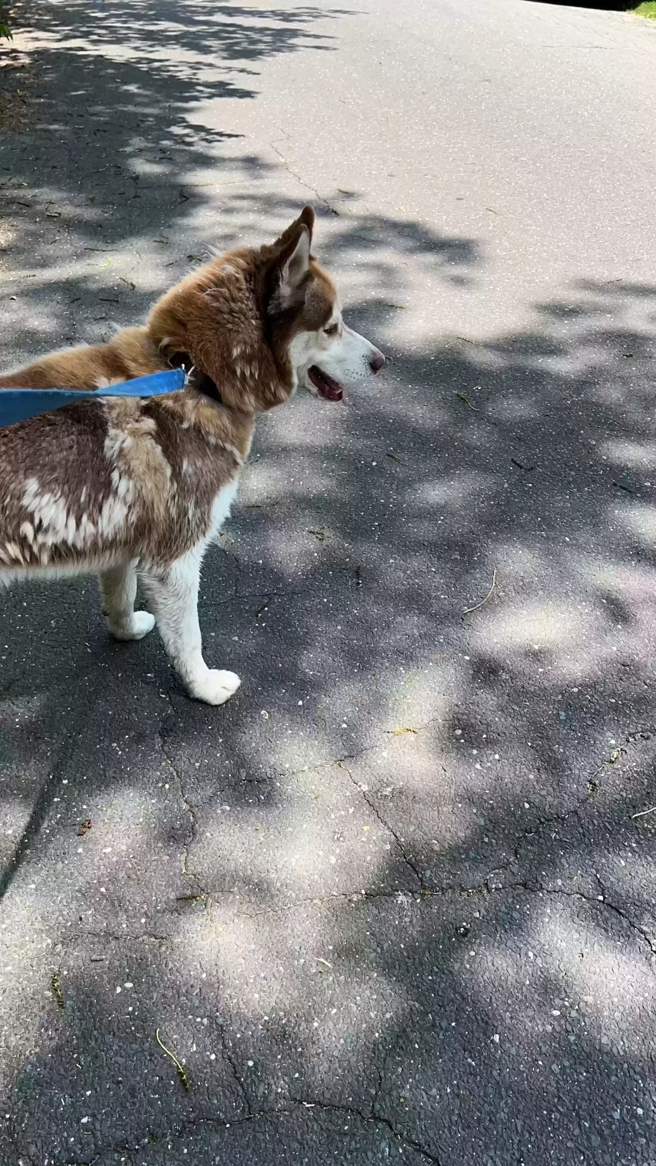adoptable Dog in Danbury,CT named 