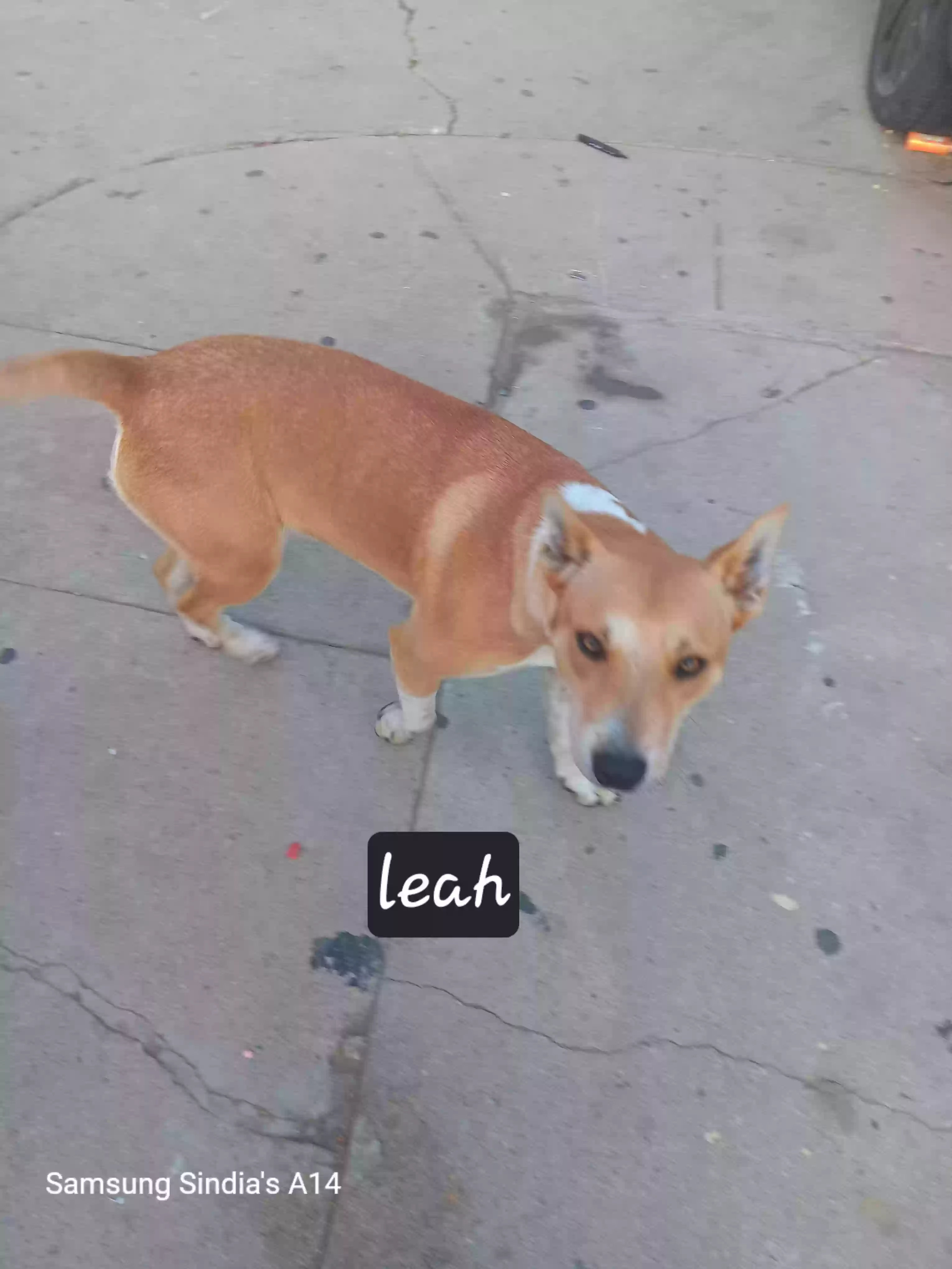 adoptable Dog in Lynwood,CA named Leah