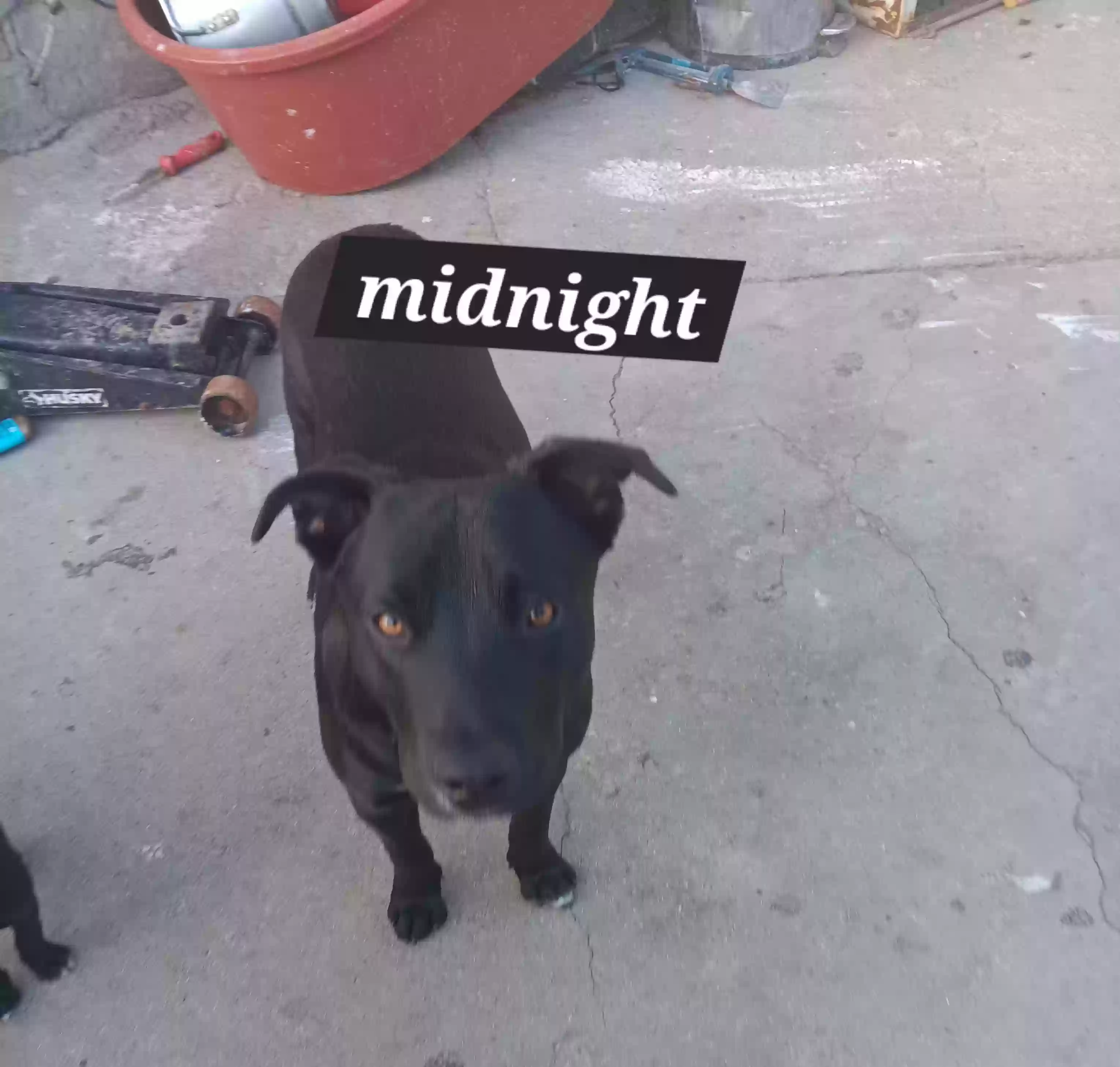 adoptable Dog in Lynwood,CA named Midnight