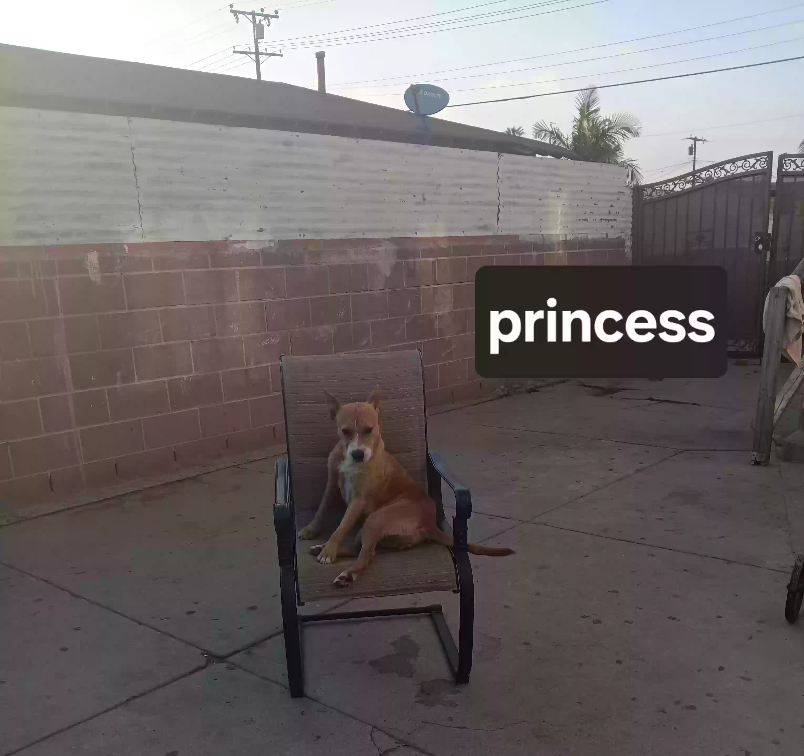 adoptable Dog in Lynwood,CA named Princess