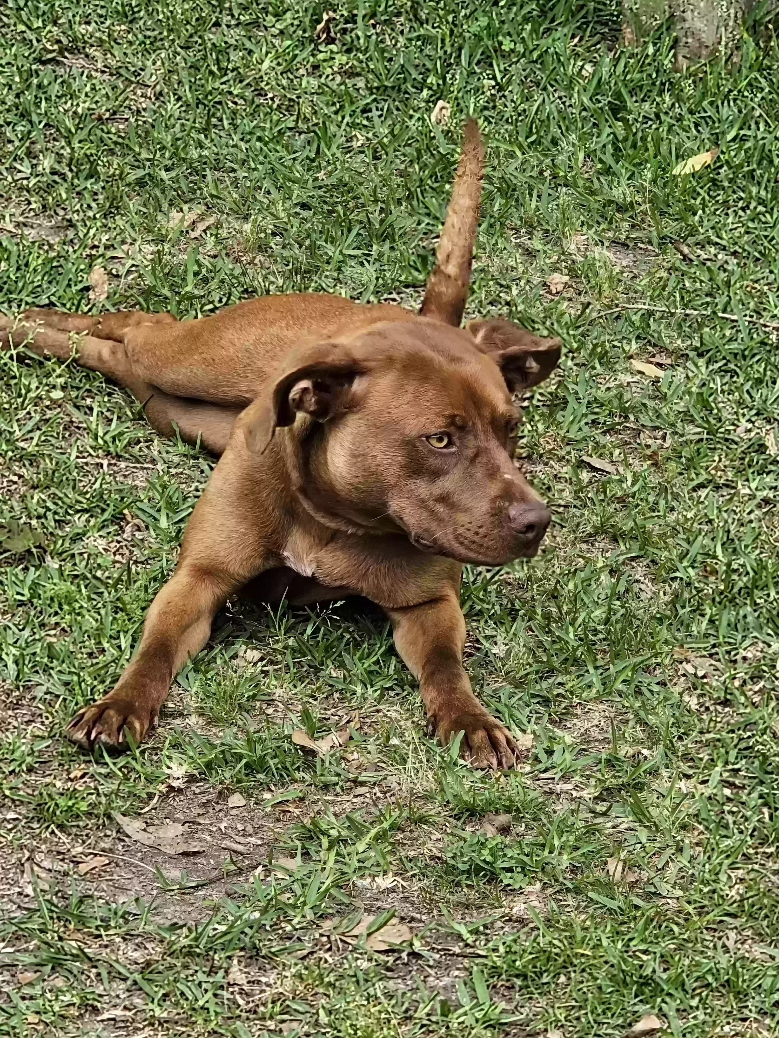 adoptable Dog in Leroy,AL named Brownie