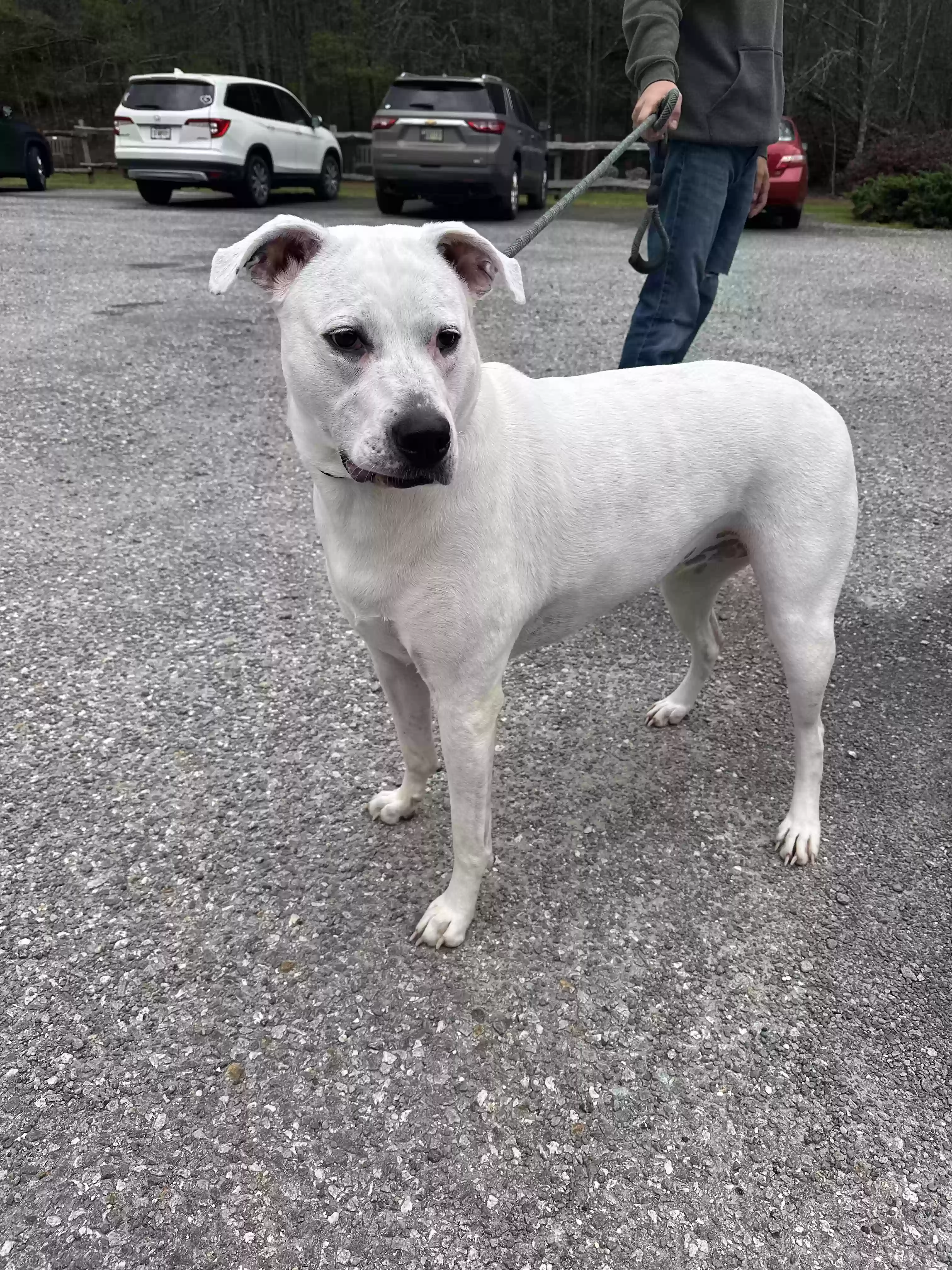 adoptable Dog in Dalton,GA named Sadie Mae
