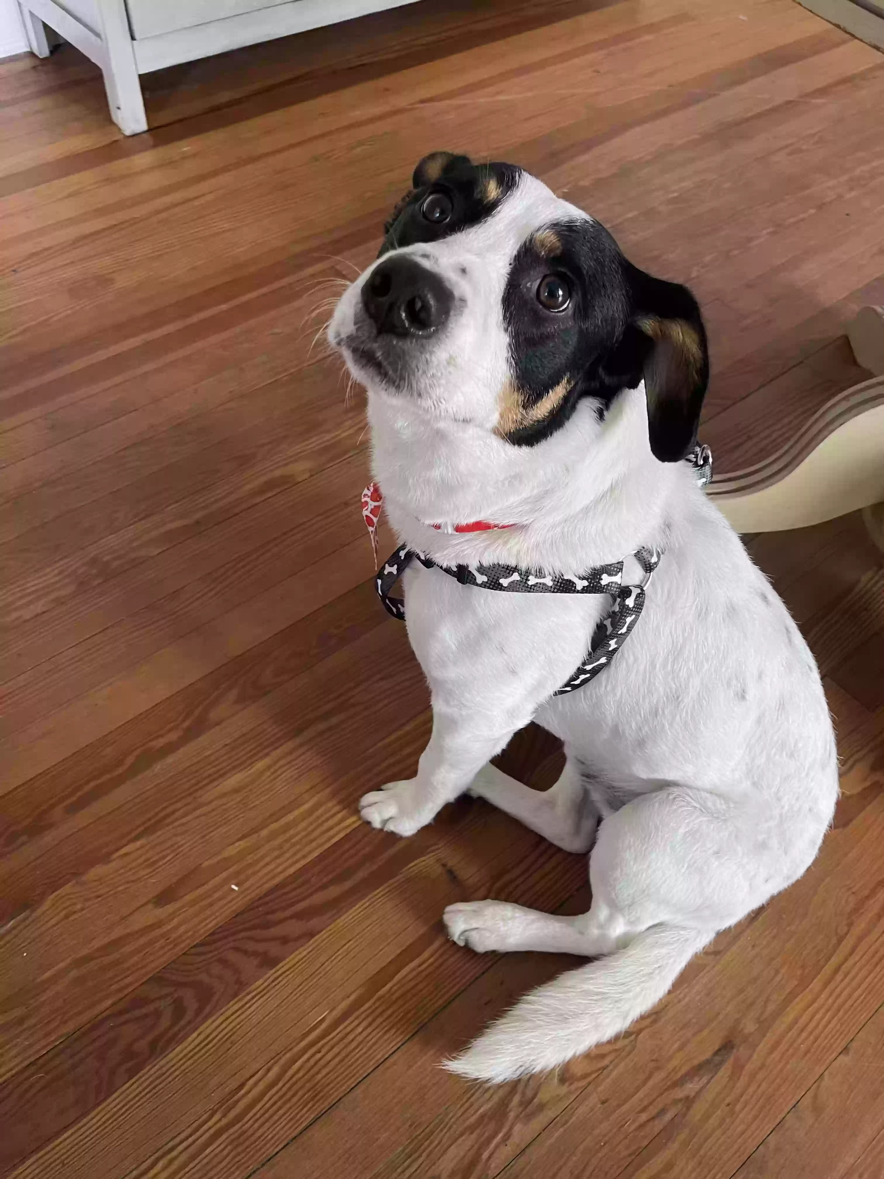 adoptable Dog in Daytona Beach,FL named Milo