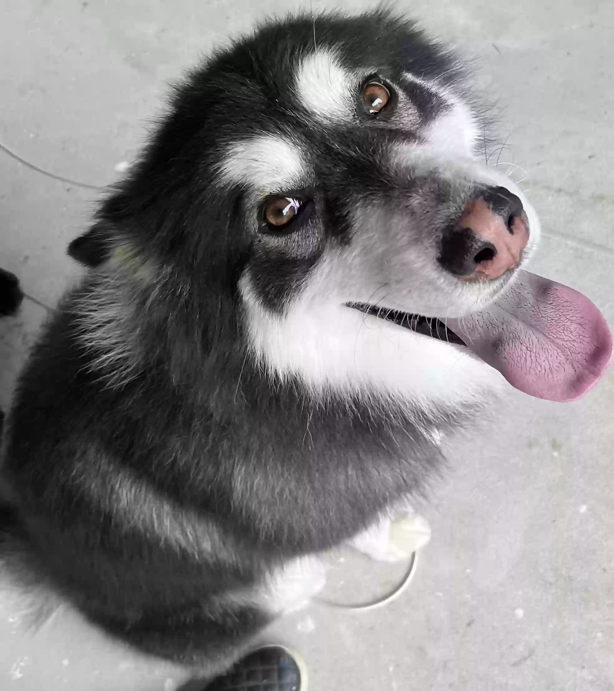 adoptable Dog in Sulphur Springs,TX named Spooky