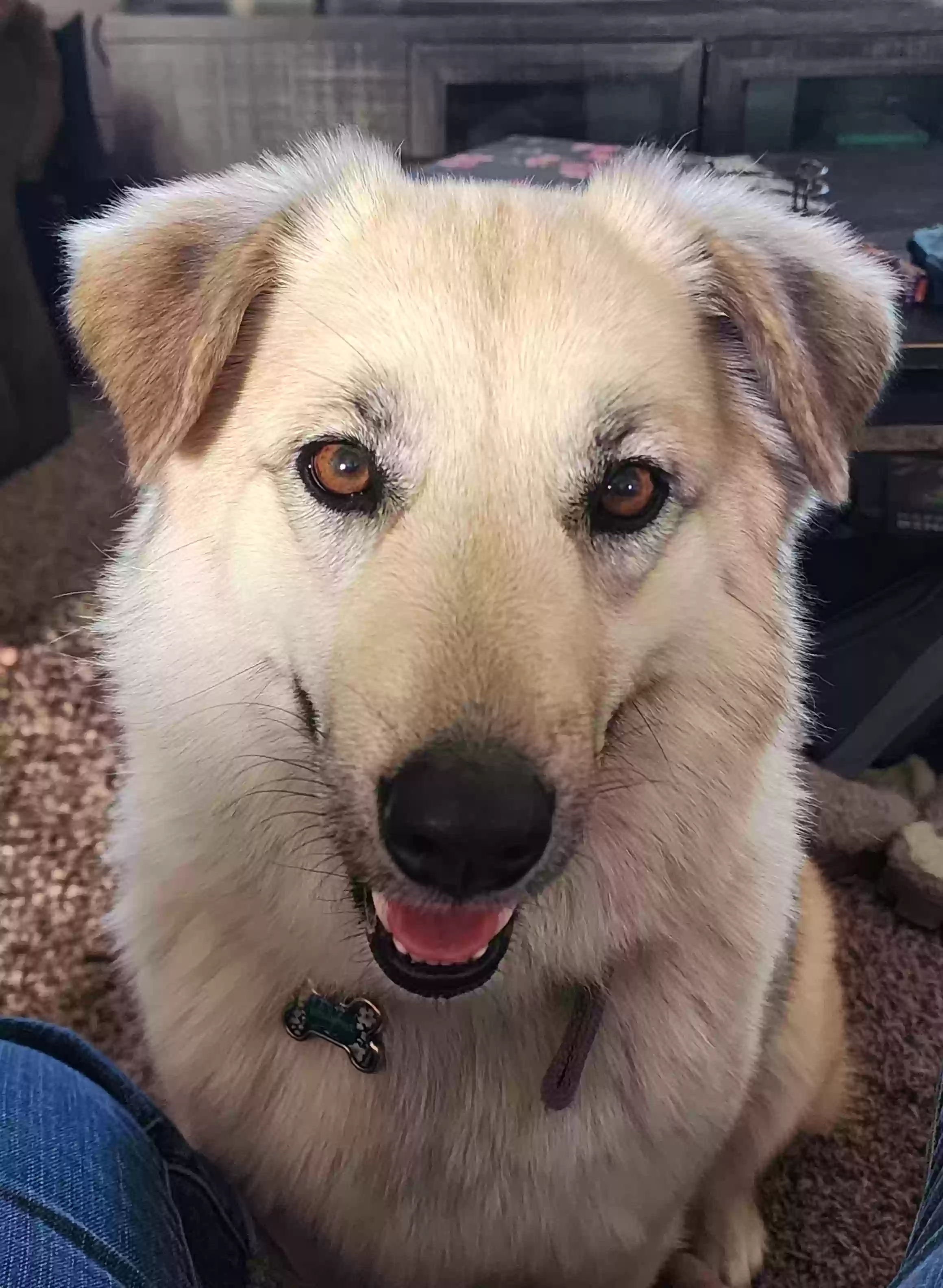 adoptable Dog in Apple Valley,CA named Bellatrix
