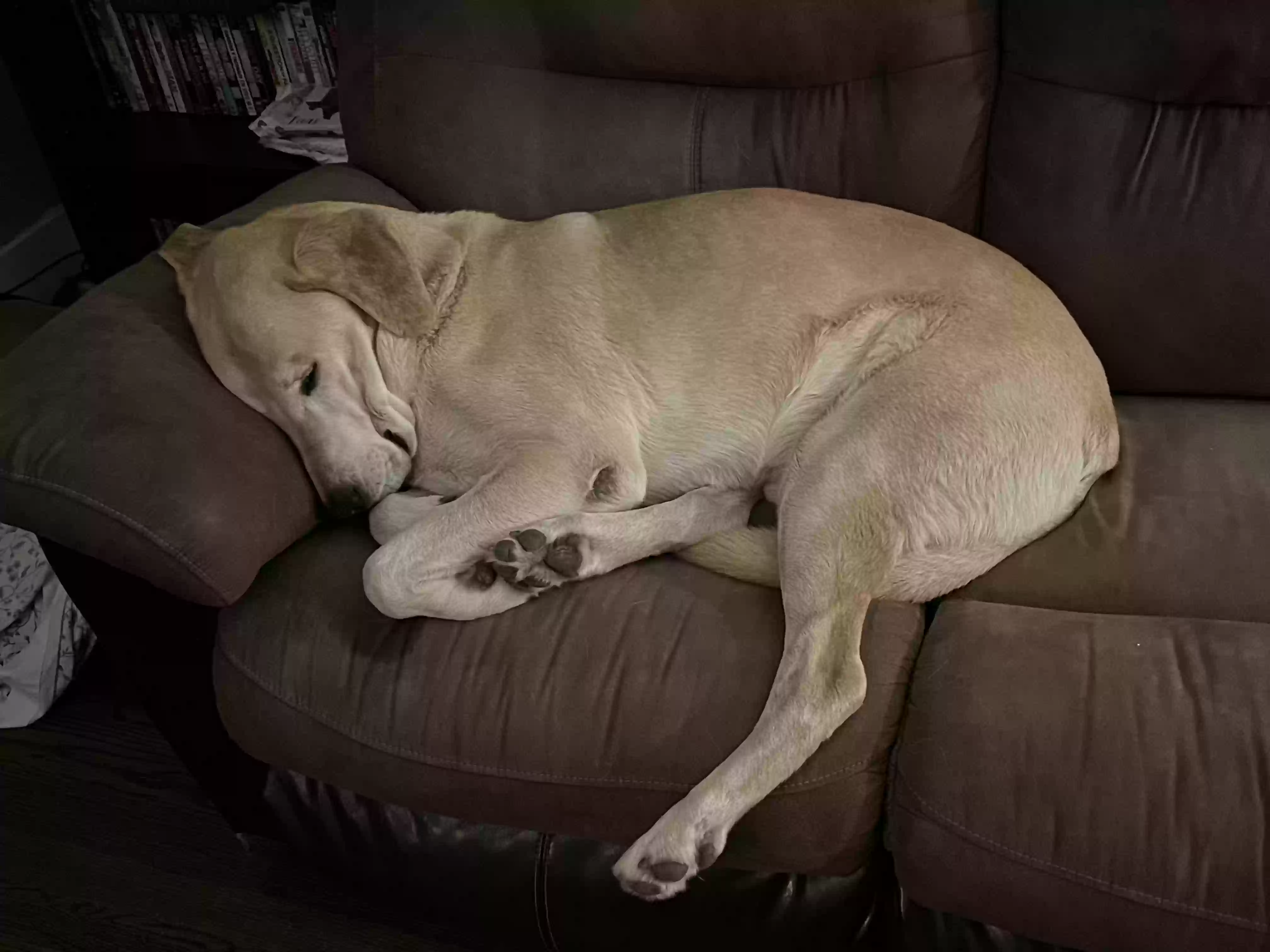 adoptable Dog in Amarillo,TX named Excalibur Buddy