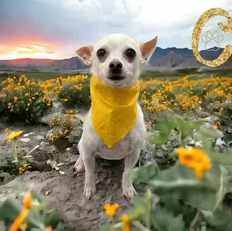 adoptable Dog in Buckeye,AZ named Pepe