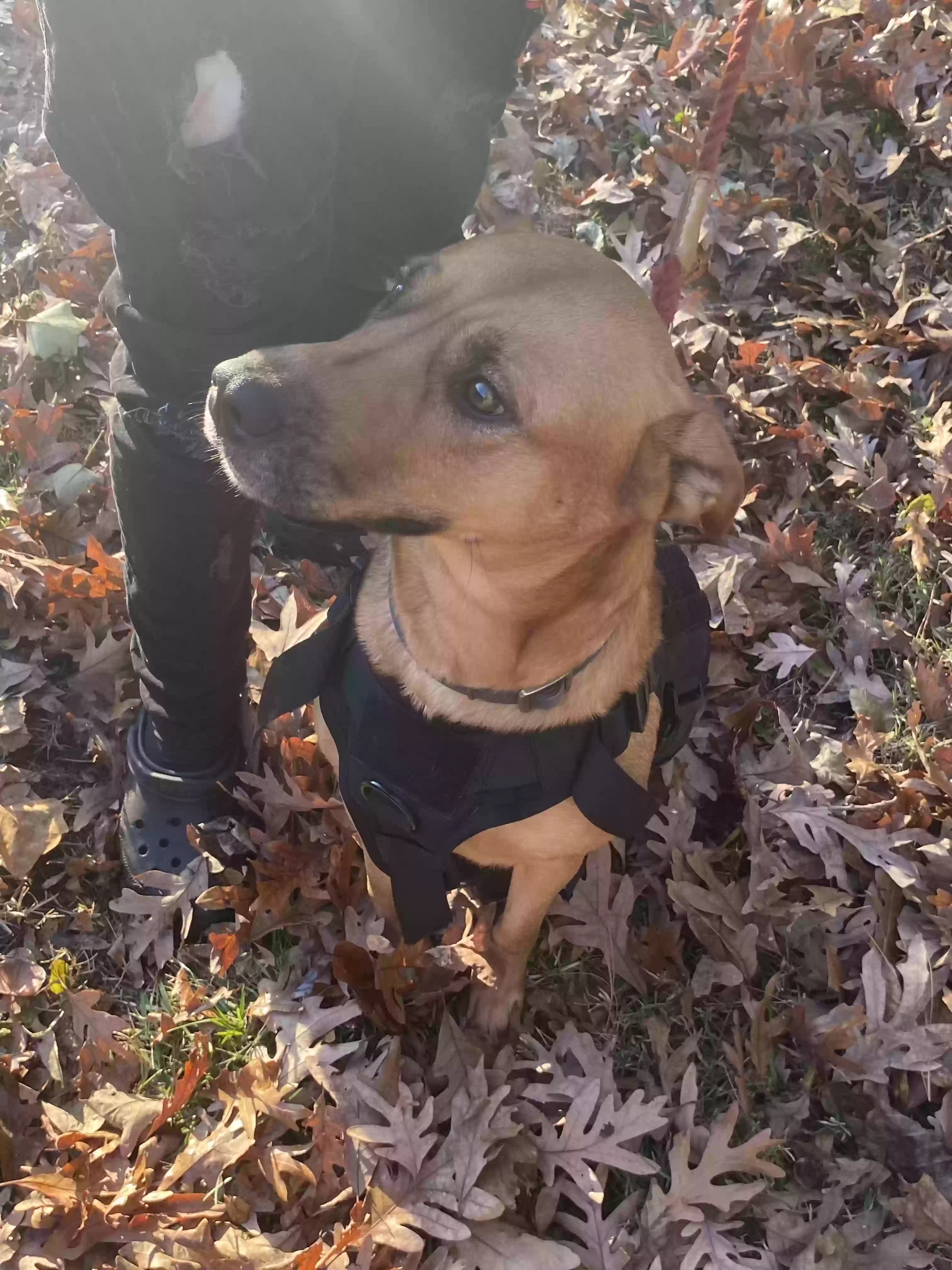 adoptable Dog in Burlington,NC named Nyla