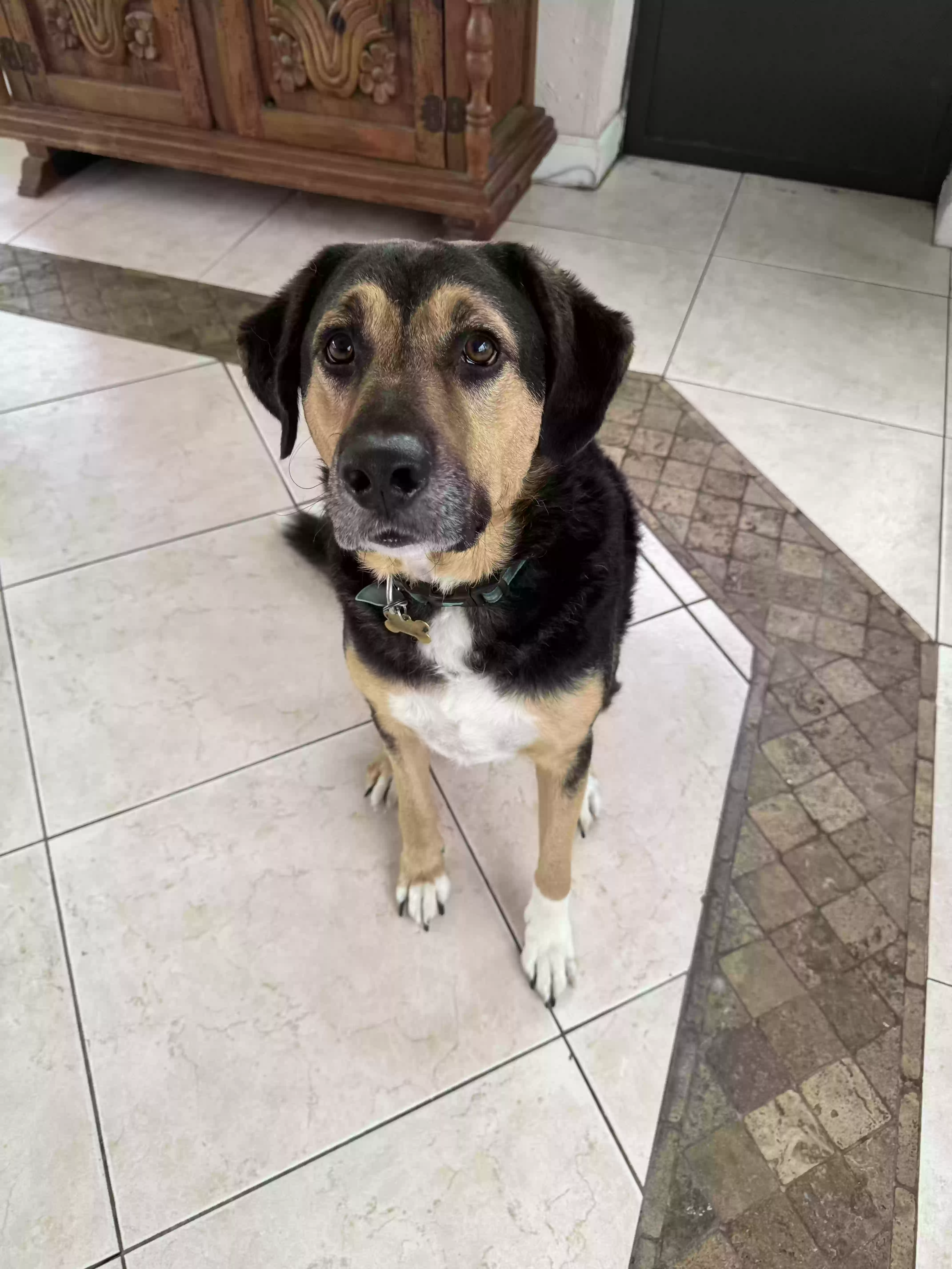 adoptable Dog in Fort Lauderdale,FL named Kobe