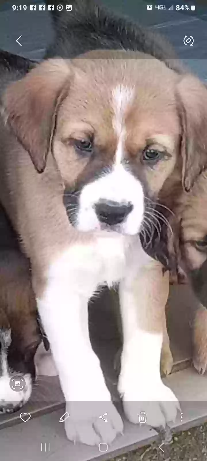 adoptable Dog in Franklinton,LA named Rose