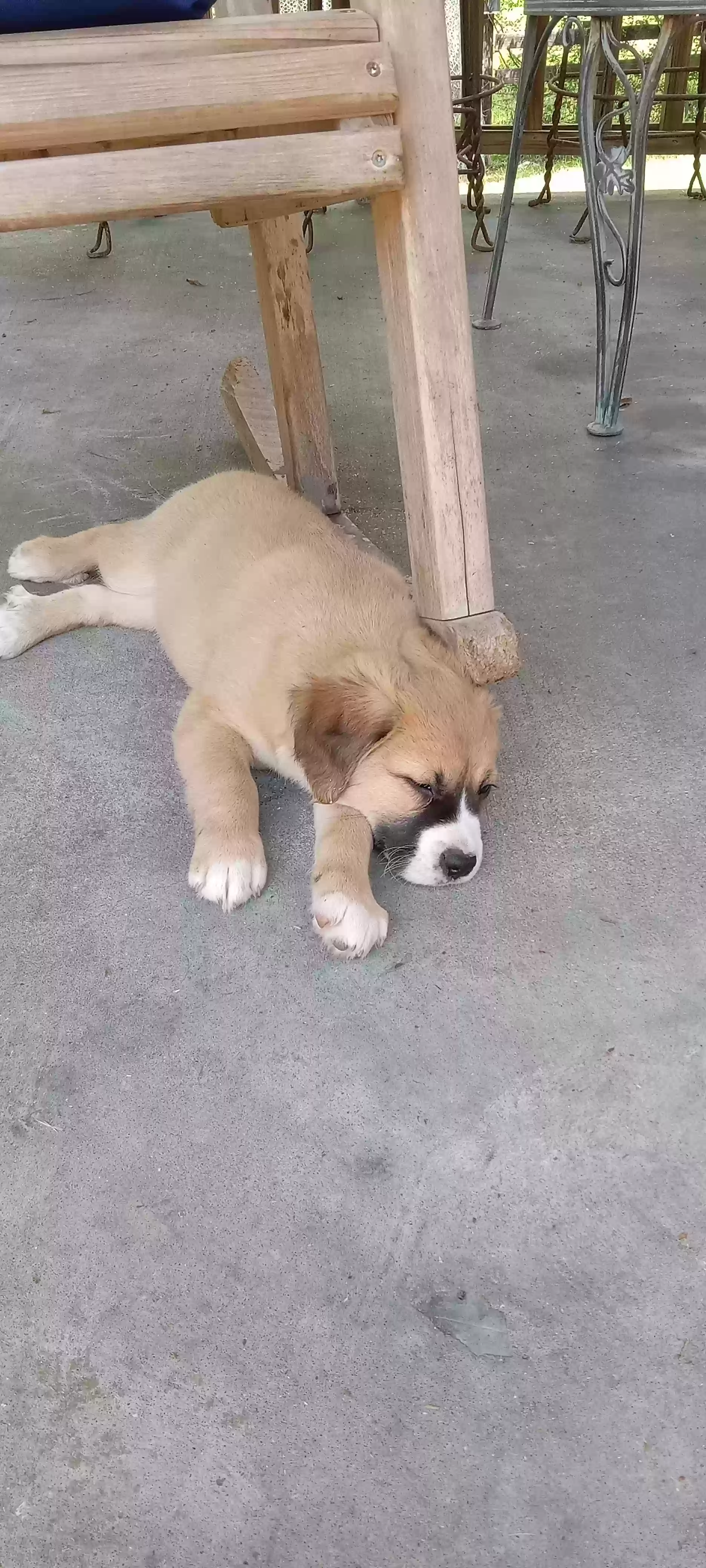adoptable Dog in Franklinton,LA named Beth