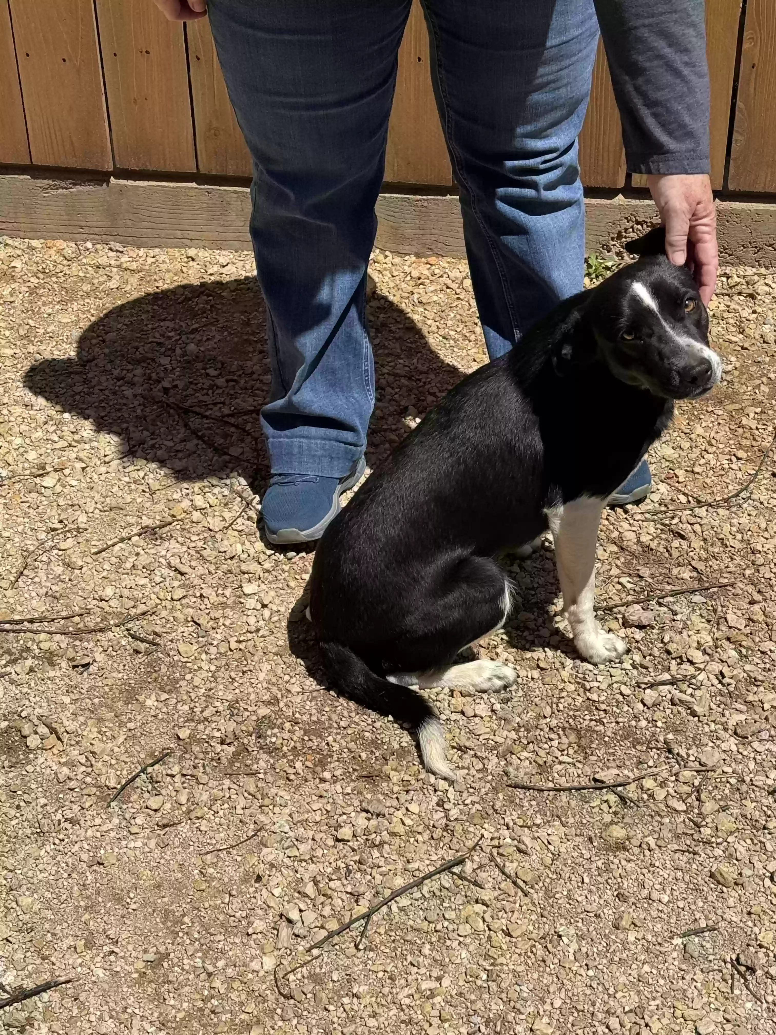adoptable Dog in Snyder,TX named Little Dude