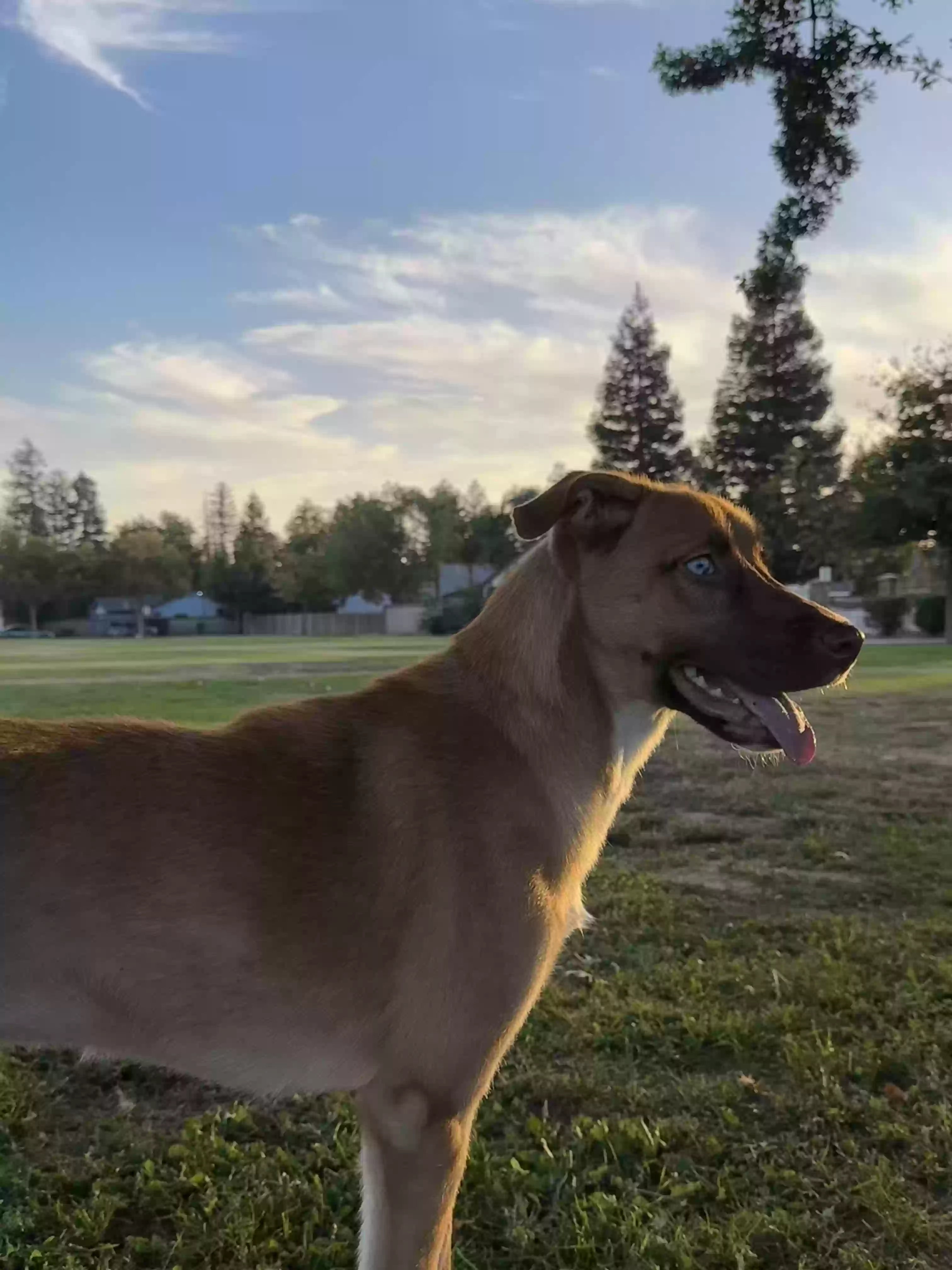 adoptable Dog in Exeter,CA named 